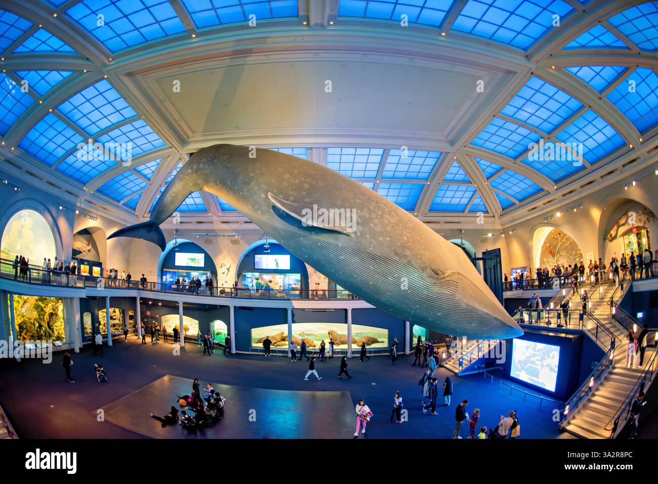 American Museum of Natural History Blue Whale Model New York City // NEW YORK CITY, Vereinigte Staaten — die Milstein Hall of Ocean Life im American Museum of Natural History zeigt ein 94 Meter langes Blauwal-Modell, das von der Decke abgehängt wird. Auf einer Fläche von 000 Quadratmetern werden Meeresökosysteme und ozeanographische Wissenschaften in verschiedenen Displays und Dioramen gezeigt. Das American Museum of Natural History befindet sich auf der Upper West Side von Manhattan und ist seit 1869 eine Bildungseinrichtung, die sich der Naturwissenschaft widmet. Stockfoto