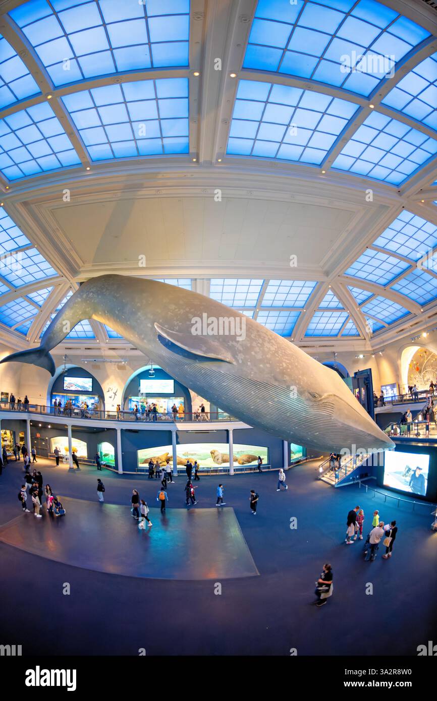 American Museum of Natural History Blue Whale Model New York City // NEW YORK CITY, Vereinigte Staaten — die Milstein Hall of Ocean Life im American Museum of Natural History zeigt ein 94 Meter langes Blauwal-Modell, das von der Decke abgehängt wird. Auf einer Fläche von 000 Quadratmetern werden Meeresökosysteme und ozeanographische Wissenschaften in verschiedenen Displays und Dioramen gezeigt. Das American Museum of Natural History befindet sich auf der Upper West Side von Manhattan und ist seit 1869 eine Bildungseinrichtung, die sich der Naturwissenschaft widmet. Stockfoto