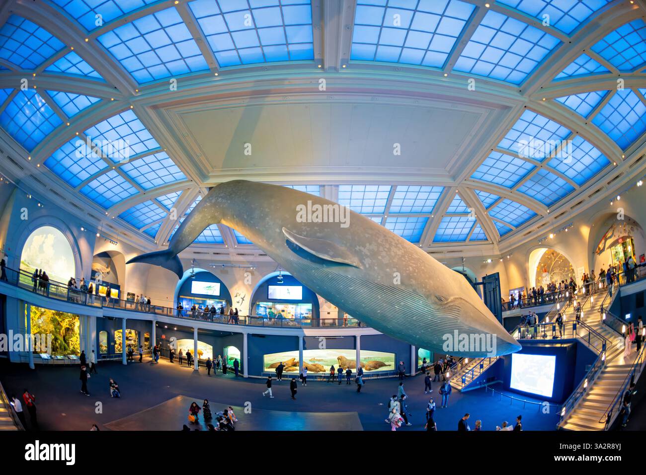 American Museum of Natural History Blue Whale New York City // NEW YORK CITY, Vereinigte Staaten — die Milstein Hall of Ocean Life im American Museum of Natural History zeigt ein 94 Meter langes Blauwal-Modell, das von der Decke abgehängt wird. Auf einer Fläche von 000 Quadratmetern werden Meeresökosysteme und ozeanographische Wissenschaften in verschiedenen Displays und Dioramen gezeigt. Das American Museum of Natural History befindet sich auf der Upper West Side von Manhattan und ist seit 1869 eine Bildungseinrichtung, die sich der Naturwissenschaft widmet. Stockfoto
