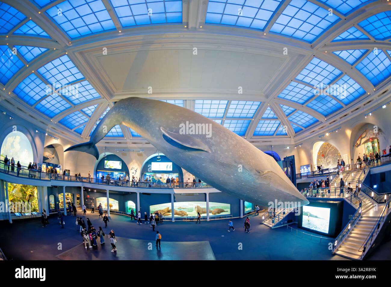 American Museum of Natural History Blue Whale New York City // NEW YORK CITY, Vereinigte Staaten — die Milstein Hall of Ocean Life im American Museum of Natural History zeigt ein 94 Meter langes Blauwal-Modell, das von der Decke abgehängt wird. Auf einer Fläche von 000 Quadratmetern werden Meeresökosysteme und ozeanographische Wissenschaften in verschiedenen Displays und Dioramen gezeigt. Das American Museum of Natural History befindet sich auf der Upper West Side von Manhattan und ist seit 1869 eine Bildungseinrichtung, die sich der Naturwissenschaft widmet. Stockfoto