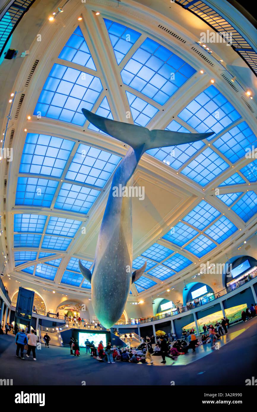 American Museum of Natural History Blue Whale New York City // NEW YORK CITY, Vereinigte Staaten — die Milstein Hall of Ocean Life im American Museum of Natural History zeigt ein 94 Meter langes Blauwal-Modell, das von der Decke abgehängt wird. Auf einer Fläche von 000 Quadratmetern werden Meeresökosysteme und ozeanographische Wissenschaften in verschiedenen Displays und Dioramen gezeigt. Das American Museum of Natural History befindet sich auf der Upper West Side von Manhattan und ist seit 1869 eine Bildungseinrichtung, die sich der Naturwissenschaft widmet. Stockfoto