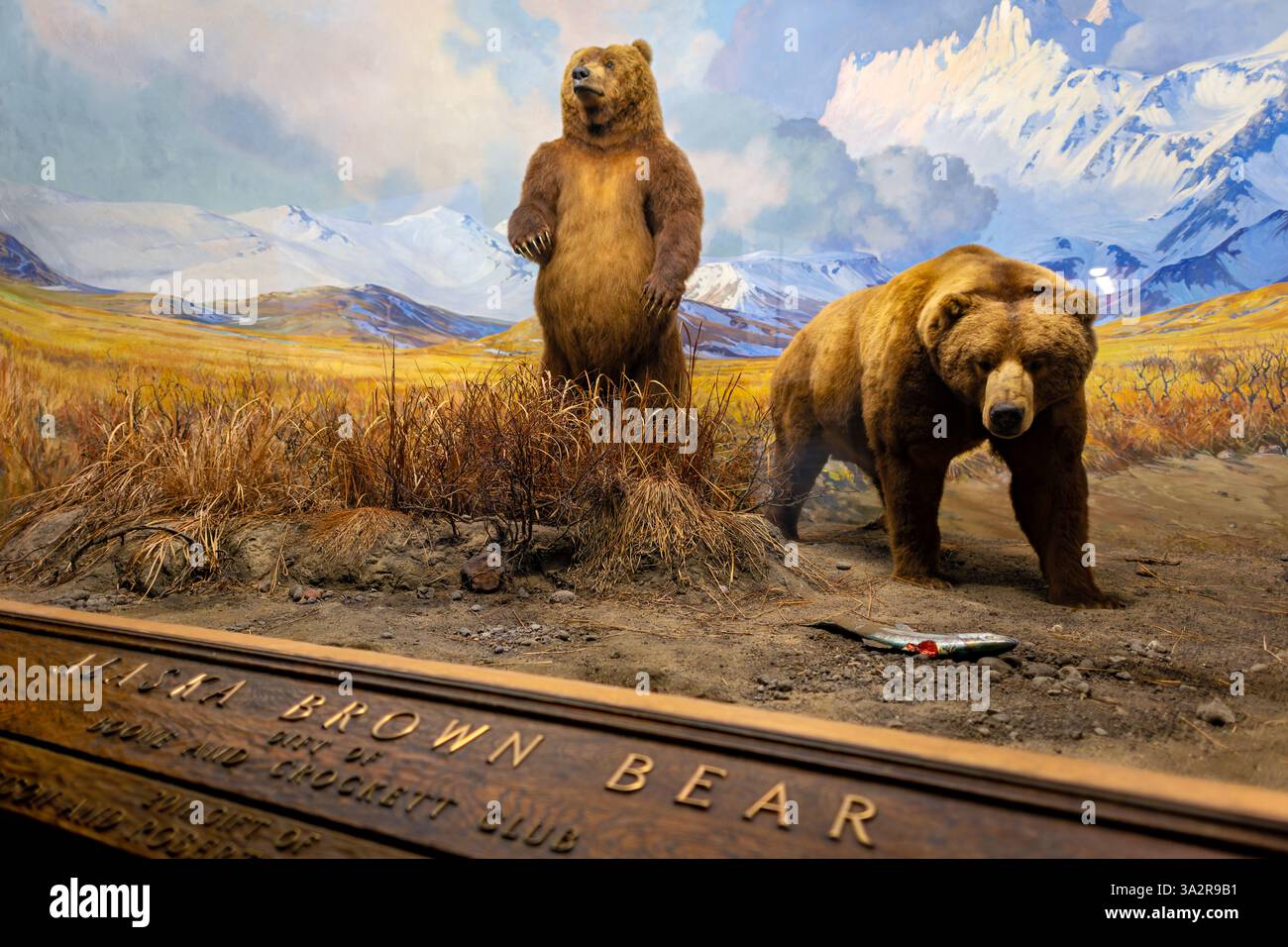 Alaska Brown Bear Diorama American Museum of Natural History New York City // NEW YORK CITY, USA – das Alaska Brown Bear Diorama in der Hall of North American Mammals im American Museum of Natural History zeigt zwei Braunbären an einem Fluss in der Nähe der Canoe Bay, Alaska während des Lachslaufs. Die 1941 entstandene Szene zeigt Präparate von Robert Rockwell, Hintergrundgemälde von James Perry Wilson und Vordergrundkunst von G. Frederick Mason. Dieses historische Diorama, das während der Restaurierungsarbeiten in den Jahren 2011 bis 2012 restauriert wurde, zeigt die größten fleischfressenden Landtiere in North am Stockfoto