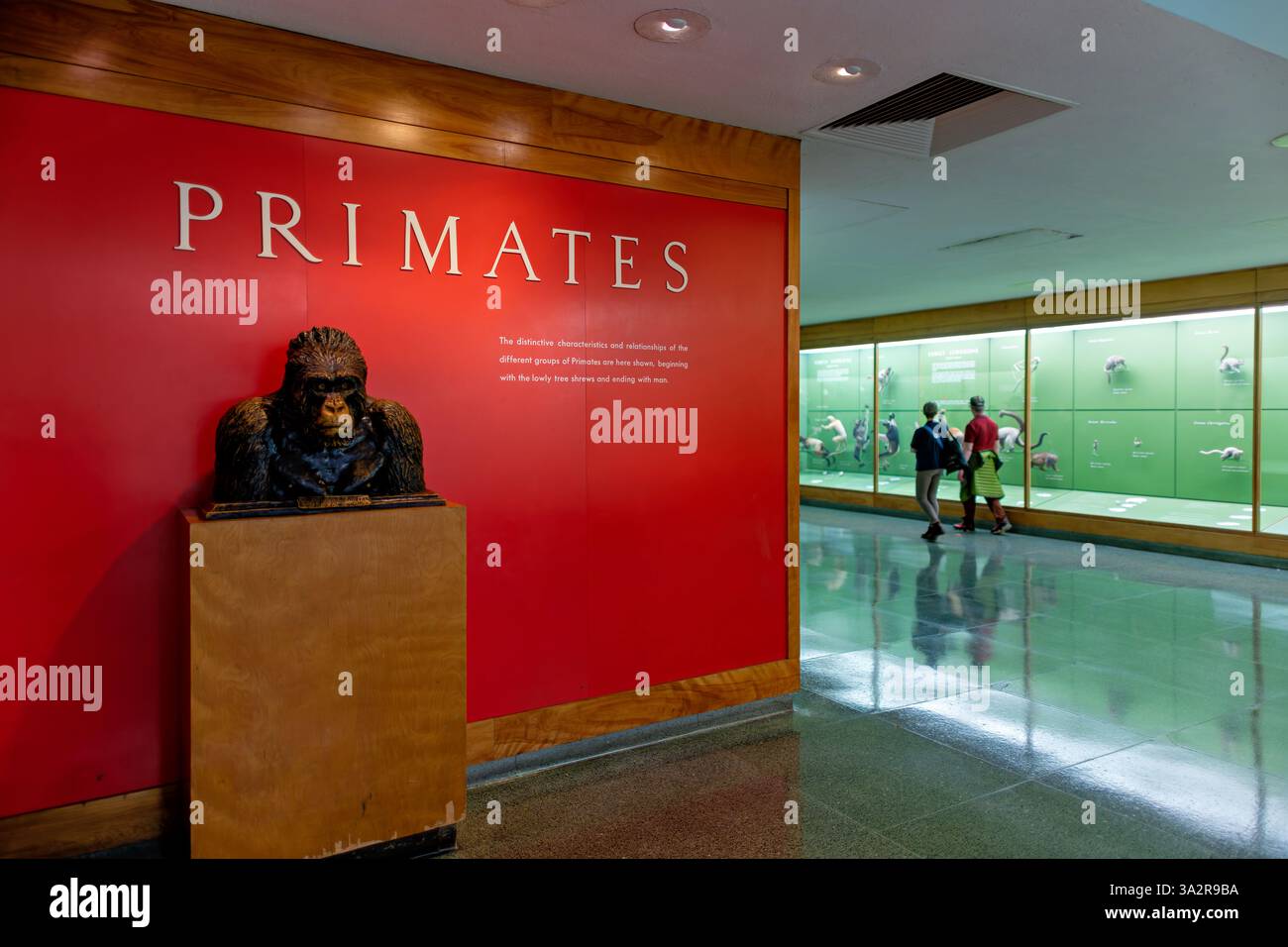 Hall of Primaten American Museum of Natural History New York City // NEW YORK CITY, Vereinigte Staaten — die Hall of Primaten im American Museum of Natural History zeigt die vielfältige Säugetierordnung, die Affen, Affen und Menschen umfasst. Die Ausstellung zeigt montierte Exemplare, Skelette und Interpretationsmaterialien, die von taxonomischen Familien organisiert werden, um gemeinsame Merkmale und einzigartige Anpassungen unter Primaten hervorzuheben. Durch vergleichende Anatomie von Merkmalen wie Händen, Haltung und Körperstruktur veranschaulicht der Saal evolutionäre Beziehungen und den Platz des Menschen innerhalb der Pri Stockfoto