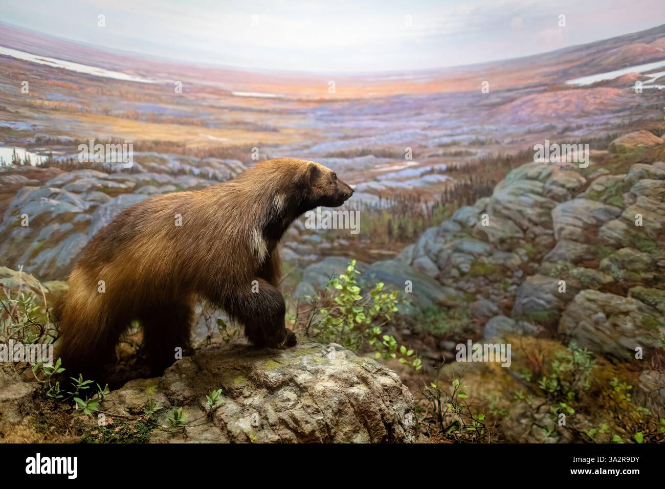 American Museum of Natural History Wolverine Diorama New York City // NEW YORK CITY, Vereinigte Staaten — das wolverine Diorama in der Hall of North American Mammals im American Museum of Natural History zeigt die Art in ihrem natürlichen Lebensraum in der Nähe des Ennadai Lake, Nunavut, Kanada. Die Szene zeigt einen Wolverine um 23:30 UHR im Juli, der zeigt, wie die Nordsommersonne in dieser abgelegenen Region gegen Mitternacht untergeht. Diese wissenschaftlich akkurate Ausstellung zeigt den Wolverine (Gulo gulo) in den kargen Ländern Kanadas und zeigt seine Anpassung an kalte Klimazonen und seinen Ruf als unermüdlicher Stockfoto