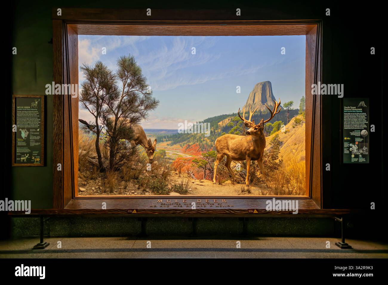 American Museum of Natural History Mule Deer Diorama New York City // NEW YORK CITY, Vereinigte Staaten — das Mule Deer Diorama in der Hall of North American Mammals im American Museum of Natural History zeigt diese markanten westlichen Hirsche in ihrem natürlichen Lebensraum in der Nähe des Devils Tower, Wyoming, im Oktober. Die Ausstellung zeigt die großen Ohren, die den Entdecker William Clark 1806 dazu inspirierten, sie „Maultierhirsche“ zu nennen, und veranschaulicht ihre einzigartige Stollenbewegung – Sprünge mit steifen Beinen, die ihnen helfen, sich durch raues westliches Gelände zu bewegen. Diese wissenschaftlich genaue Lebensraumregenerierung hebt die phy hervor Stockfoto