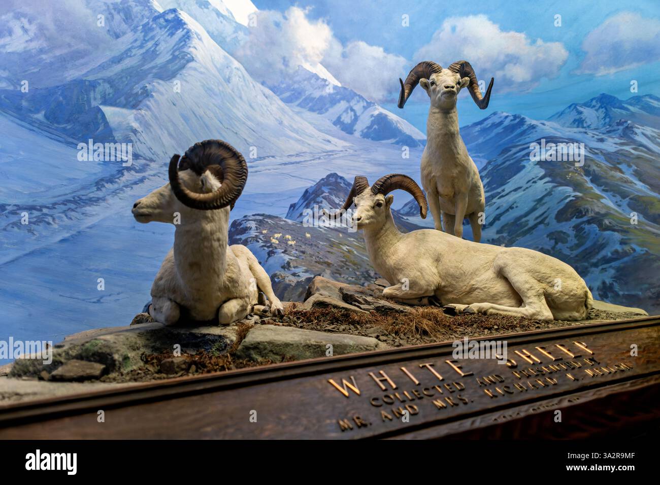 American Museum of Natural History Dall Sheep Diorama New York City // NEW YORK CITY, Vereinigte Staaten — das Dall Sheep Diorama in der Hall of North American Mammals im American Museum of Natural History zeigt drei Widder, die um Mitternacht im August im Denali National Park in Alaska ruhen. Die Ausstellung zeigt diese flinken weißen Schafe in ihrem natürlichen alpinen Lebensraum oberhalb der Baumgrenze, wo sie Schutz vor Raubtieren an steilen, felsigen Hängen finden. Das Diorama zeigt, wie Dall-Schafe (Ovis dalli), auch bekannt als Tinnhornschafe, angepasst sind, um in den rauen Bergwelten von Ala zu überleben Stockfoto