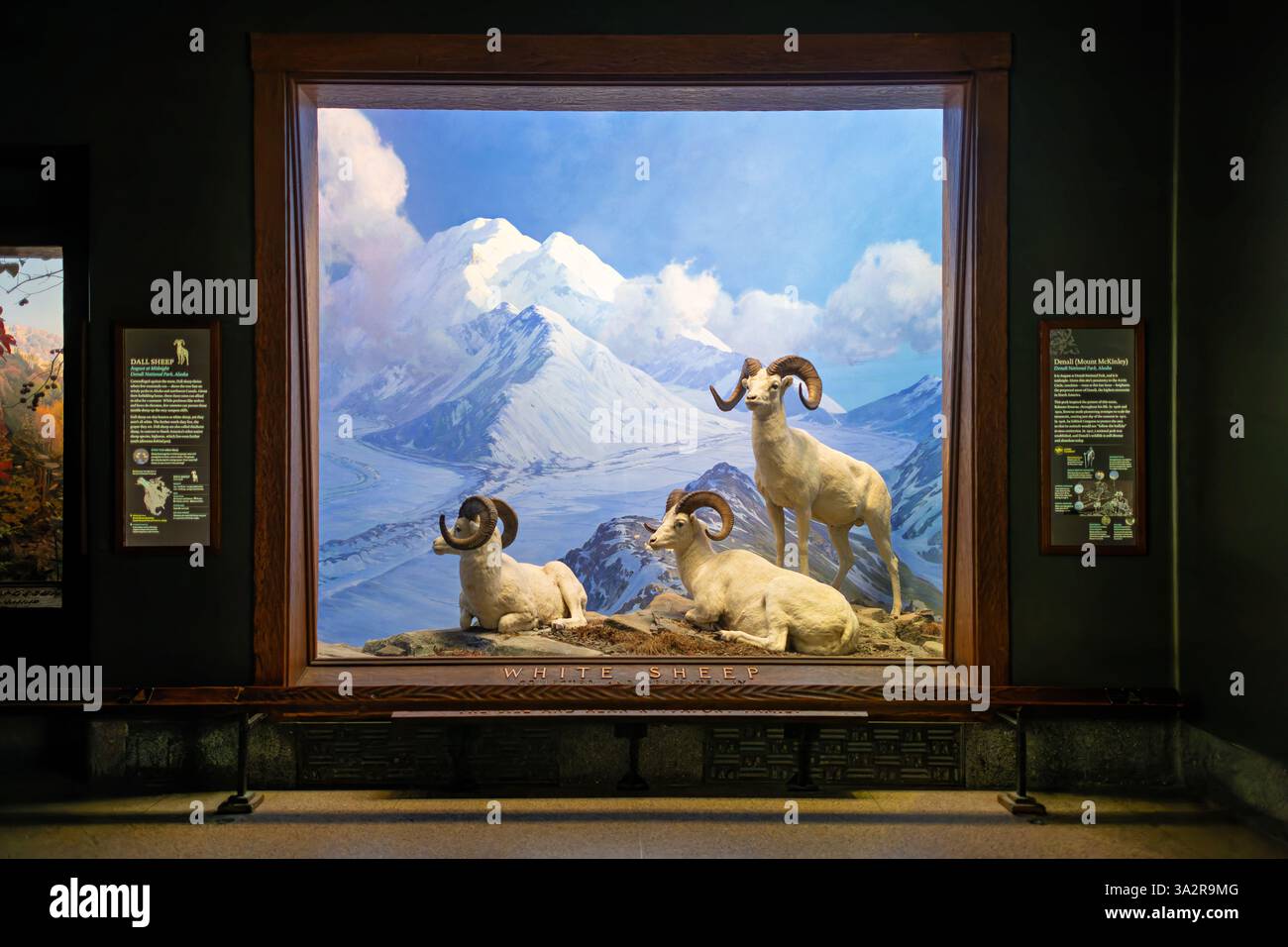 American Museum of Natural History Dall Sheep Diorama New York City // NEW YORK CITY, Vereinigte Staaten — das Dall Sheep Diorama in der Hall of North American Mammals im American Museum of Natural History zeigt drei Widder, die um Mitternacht im August im Denali National Park in Alaska ruhen. Die Ausstellung zeigt diese flinken weißen Schafe in ihrem natürlichen alpinen Lebensraum oberhalb der Baumgrenze, wo sie Schutz vor Raubtieren an steilen, felsigen Hängen finden. Das Diorama zeigt, wie Dall-Schafe (Ovis dalli), auch bekannt als Tinnhornschafe, angepasst sind, um in den rauen Bergwelten von Ala zu überleben Stockfoto