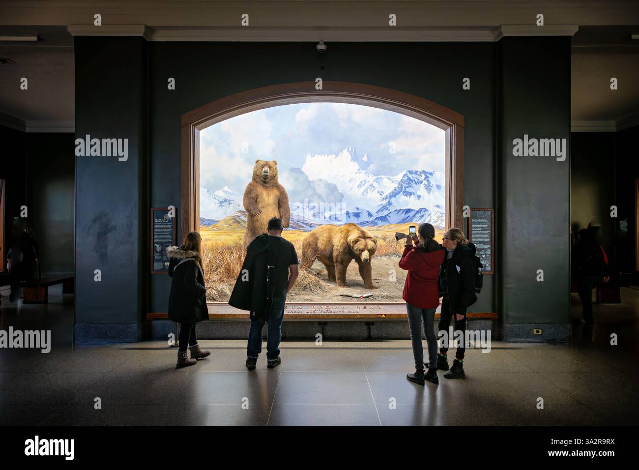 American Museum of Natural History Brown Bear Diorama New York City // NEW YORK CITY, Vereinigte Staaten — das Alaska Brown Bear Diorama in der Hall of North American Mammals im American Museum of Natural History zeigt zwei Braunbären an einem Fluss in der Nähe der Canoe Bay, Alaska während des Lachslaufs. Die 1941 entstandene Szene zeigt Präparate von Robert Rockwell, Hintergrundgemälde von James Perry Wilson und Vordergrundkunst von G. Frederick Mason. Dieses historische Diorama, das während der Restaurierungsarbeiten in den Jahren 2011–2012 restauriert wurde, zeigt die größten fleischfressenden Landtiere Nordamerikas A. Stockfoto