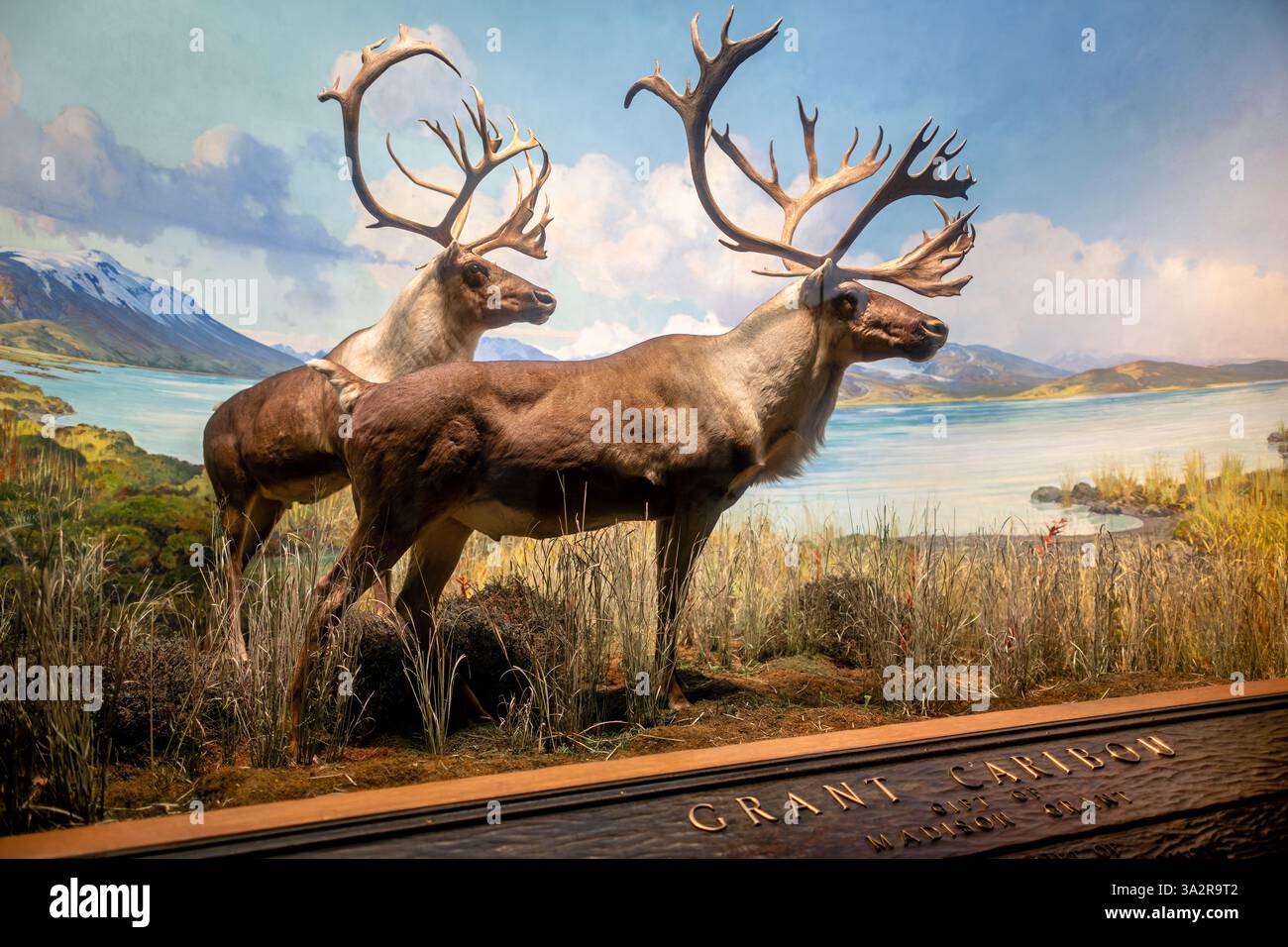 Caribou Diorama American Museum of Natural History New York City // NEW YORK CITY, Vereinigte Staaten — das Caribou Diorama in der Hall of North American Mammals im American Museum of Natural History zeigt eine September-Paarungsszene auf Level Mountain, British Columbia, Kanada. Das Diorama wurde als Teil der berühmten Tierwelt des Museums geschaffen und zeigt zwei weibliche Karibus, einen Jungtier und einen Mann während der Furche, wobei einige Tiere noch Samt auf ihrem Geweih tragen. Diese Ausstellung, zusammen mit 40 weiteren nordamerikanischen Säugetierszenen, wurde 2011-2012 unter umfangreichen Restaurierungen unterzogen Stockfoto