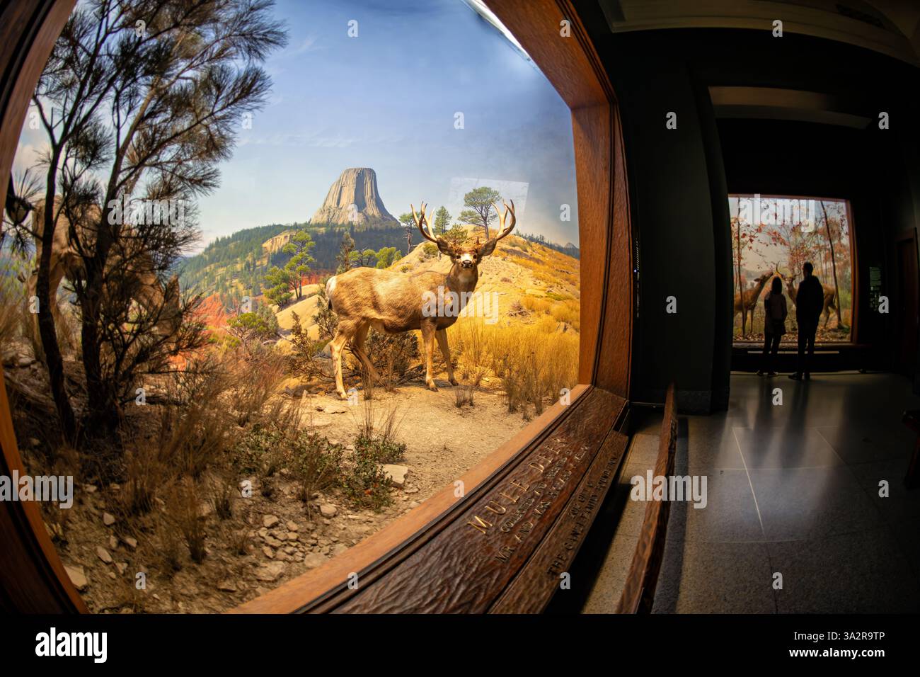 Mule Deer Diorama American Museum of Natural History New York City // NEW YORK CITY, Vereinigte Staaten — das Mule Deer Diorama in der Hall of North American Mammals im American Museum of Natural History zeigt diese markanten westlichen Hirsche in ihrem natürlichen Lebensraum in der Nähe des Devils Tower, Wyoming, im Oktober. Die Ausstellung zeigt die großen Ohren, die den Entdecker William Clark 1806 dazu inspirierten, sie „Maultierhirsche“ zu nennen, und veranschaulicht ihre einzigartige Stollenbewegung – Sprünge mit steifen Beinen, die ihnen helfen, sich durch raues westliches Gelände zu bewegen. Diese wissenschaftlich genaue Lebensraumregenerierung hebt die phy hervor Stockfoto
