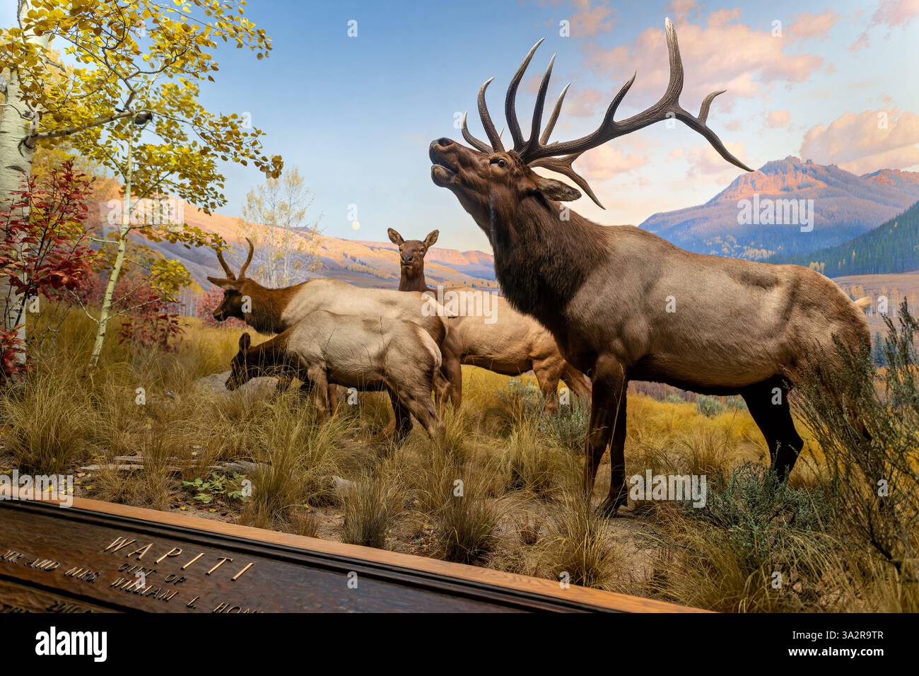Wapiti and Aspen Diorama American Museum of Natural History New York City // NEW YORK CITY, USA – das Wapiti and Aspen Diorama in der Hall of North American Mammals im American Museum of Natural History zeigt die Fütterung von Elchen bei Sonnenuntergang in einem Tal der Rocky Mountains. Die Ausstellung zeigt Wapiti (Cervus canadensis), die im Oktober auf Choecherry und Beben von Aspen stöbern. Diese wissenschaftlich genaue Lebensraumregenerierung veranschaulicht wichtige ökologische Konzepte und hebt hervor, wie die Beziehungen zwischen Raubtier und Beutetier – insbesondere zwischen Wölfen und Elchen – die Vegetationsmuster und die Gesamtheit der ecos beeinflussen Stockfoto