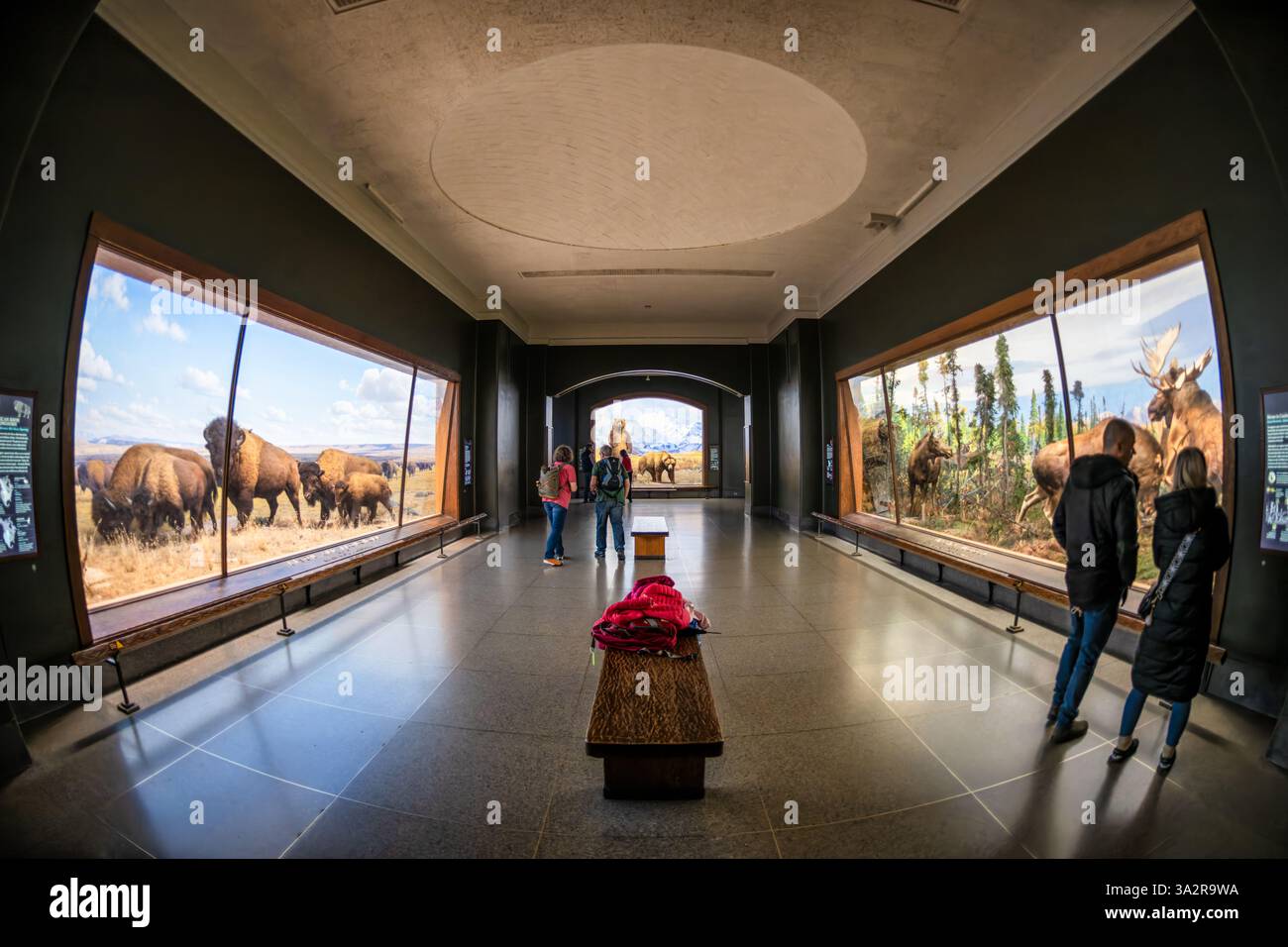 American Museum of Natural History Wildlife Dioramen New York City // NEW YORK CITY, Vereinigte Staaten — Ein Weitwinkelblick auf die Hall of North American Mammals im American Museum of Natural History zeigt mehrere Wildtiere in ihrem großen Ausstellungsraum. Die Halle, die 2011–2012 renoviert wurde, enthält 41 sorgfältig gefertigte Lebensraumdioramen, die verschiedene nordamerikanische Arten in wissenschaftlich genauen Nachbildungen ihrer natürlichen Umgebung darstellen. Diese weitläufige Galerie, die zwischen 1936 und 1963 in Etappen erbaut wurde, ist bekannt für ihre Heimat einiger der weltweit besten Wildtiere-Dioramen, com Stockfoto