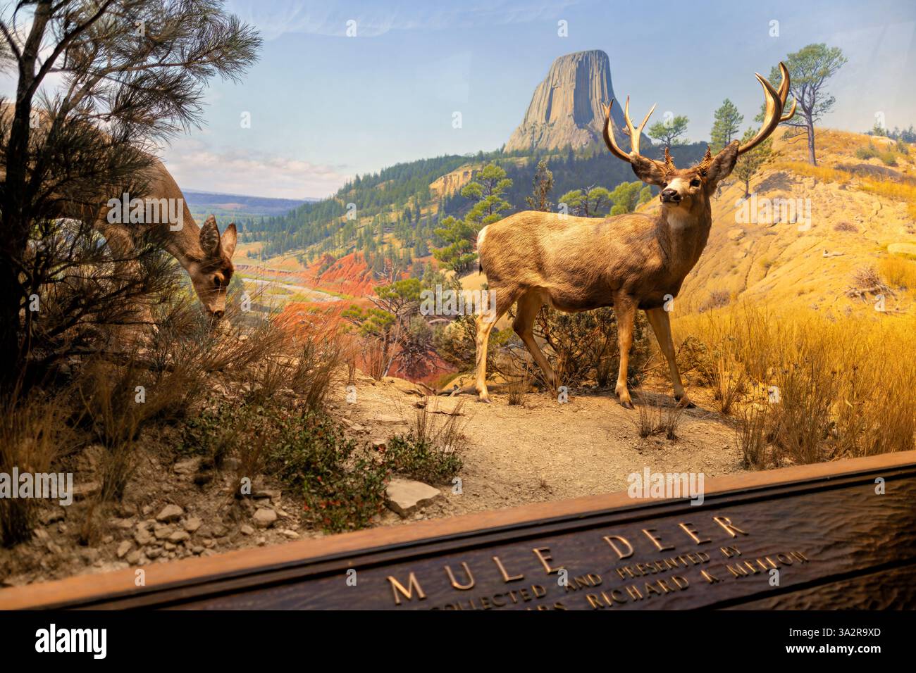 American Museum of Natural History Mule Deer Diorama New York City // NEW YORK CITY, Vereinigte Staaten — das Mule Deer Diorama in der Hall of North American Mammals im American Museum of Natural History zeigt diese markanten westlichen Hirsche in ihrem natürlichen Lebensraum in der Nähe des Devils Tower, Wyoming, im Oktober. Die Ausstellung zeigt die großen Ohren, die den Entdecker William Clark 1806 dazu inspirierten, sie „Maultierhirsche“ zu nennen, und veranschaulicht ihre einzigartige Stollenbewegung – Sprünge mit steifen Beinen, die ihnen helfen, sich durch raues westliches Gelände zu bewegen. Diese wissenschaftlich genaue Lebensraumregenerierung hebt die phy hervor Stockfoto