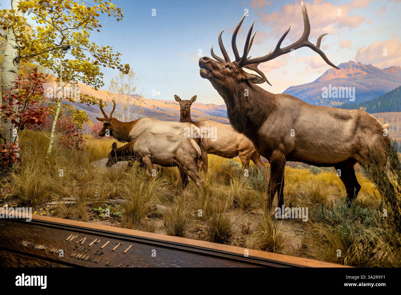 American Museum of Natural History Wapiti and Aspen Diorama New York City // NEW YORK CITY, Vereinigte Staaten – das Wapiti- und Aspen-Diorama in der Hall of North American Mammals im American Museum of Natural History zeigt die Fütterung von Elchen bei Sonnenuntergang in einem Tal der Rocky Mountains. Die Ausstellung zeigt Wapiti (Cervus canadensis), die im Oktober auf Choecherry und Beben von Aspen stöbern. Diese wissenschaftlich genaue Lebensraumregenerierung veranschaulicht wichtige ökologische Konzepte und hebt hervor, wie die Beziehungen zwischen Raubtier und Beutetier – insbesondere zwischen Wölfen und Elchen – die Vegetationsmuster und die Gesamtheit der ecos beeinflussen Stockfoto