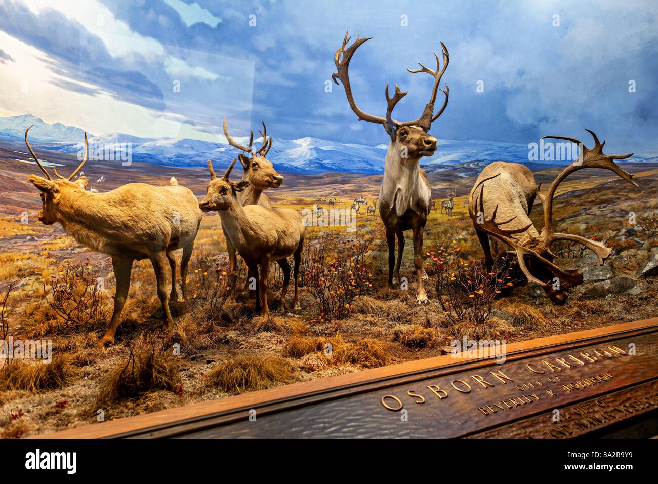 Caribou Diorama American Museum of Natural History New York City // NEW YORK CITY, Vereinigte Staaten — das Caribou Diorama in der Hall of North American Mammals im American Museum of Natural History zeigt eine kleine Gruppe von Caribou während der Septembersaison auf Level Mountain in British Columbia, Kanada. Die Ausstellung zeigt zwei weibliche Tiere, ein Jungtier und ein männliches Treffen in offenem Gelände zur Paarung. Das wissenschaftlich präzise Display zeigt einzigartige Karibus-Eigenschaften, darunter geweihte Weibchen und die Samtbekleidung, die wachsende Geweihe nährt. Diese Lebensraumwiederherstellung veranschaulicht die Spezifikation Stockfoto
