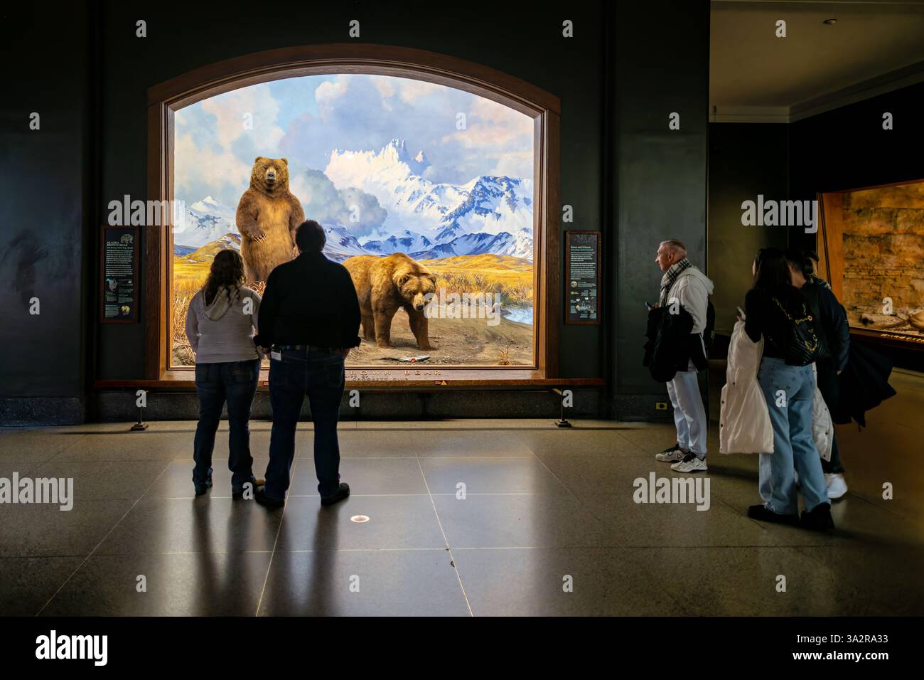 American Museum of Natural History Alaska Brown Bear Diorama New York City // NEW YORK CITY, Vereinigte Staaten — das Alaska Brown Bear Diorama in der Hall of North American Mammals im American Museum of Natural History zeigt zwei Braunbären an einem Fluss in der Nähe der Canoe Bay, Alaska während des Lachslaufs. Die 1941 entstandene Szene zeigt Präparate von Robert Rockwell, Hintergrundgemälde von James Perry Wilson und Vordergrundkunst von G. Frederick Mason. Dieses historische Diorama, das während der Restaurierungsarbeiten in den Jahren 2011 bis 2012 restauriert wurde, zeigt die größten fleischfressenden Landtiere in North am Stockfoto
