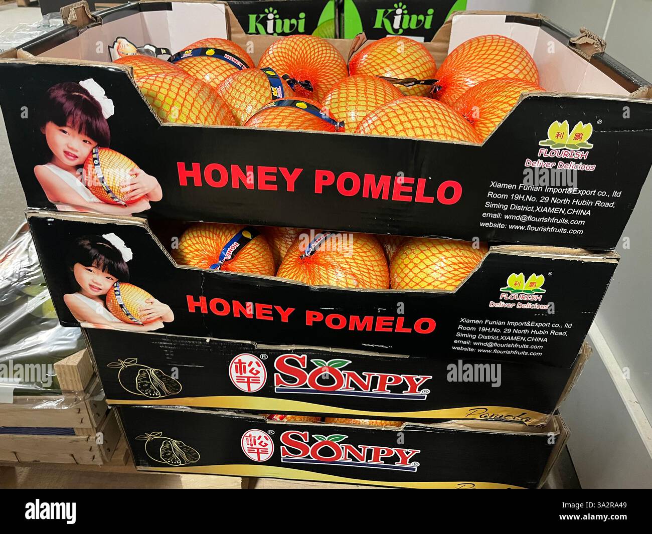 Honigpomelo, Pomelo, Sonpy, chinesische frische Produkte, Xiamen Sonpy, China produzieren, Obst, Lager, Pappkisten, Vertrieb, Lieferkette Stockfoto