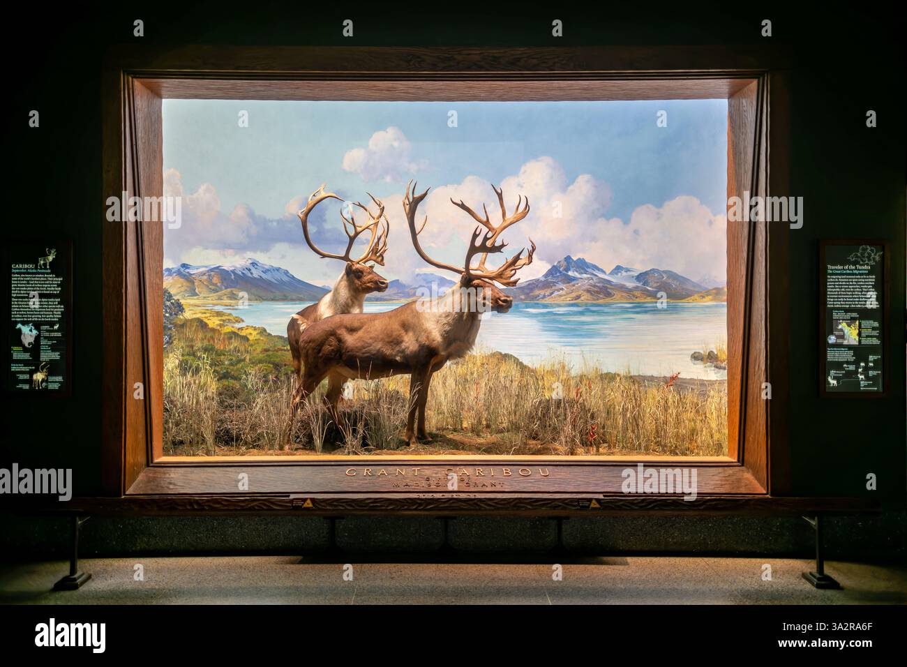 American Museum of Natural History Caribou Diorama New York City // NEW YORK CITY, Vereinigte Staaten — das Caribou Diorama in der Hall of North American Mammals im American Museum of Natural History zeigt eine September-Paarungsszene auf Level Mountain, British Columbia, Kanada. Das Diorama wurde als Teil der berühmten Tierwelt des Museums geschaffen und zeigt zwei weibliche Karibus, einen Jungtier und einen Mann während der Furche, wobei einige Tiere noch Samt auf ihrem Geweih tragen. Diese Ausstellung, zusammen mit 40 weiteren nordamerikanischen Säugetierszenen, wurde 2011-2012 unter umfangreichen Restaurierungen unterzogen Stockfoto