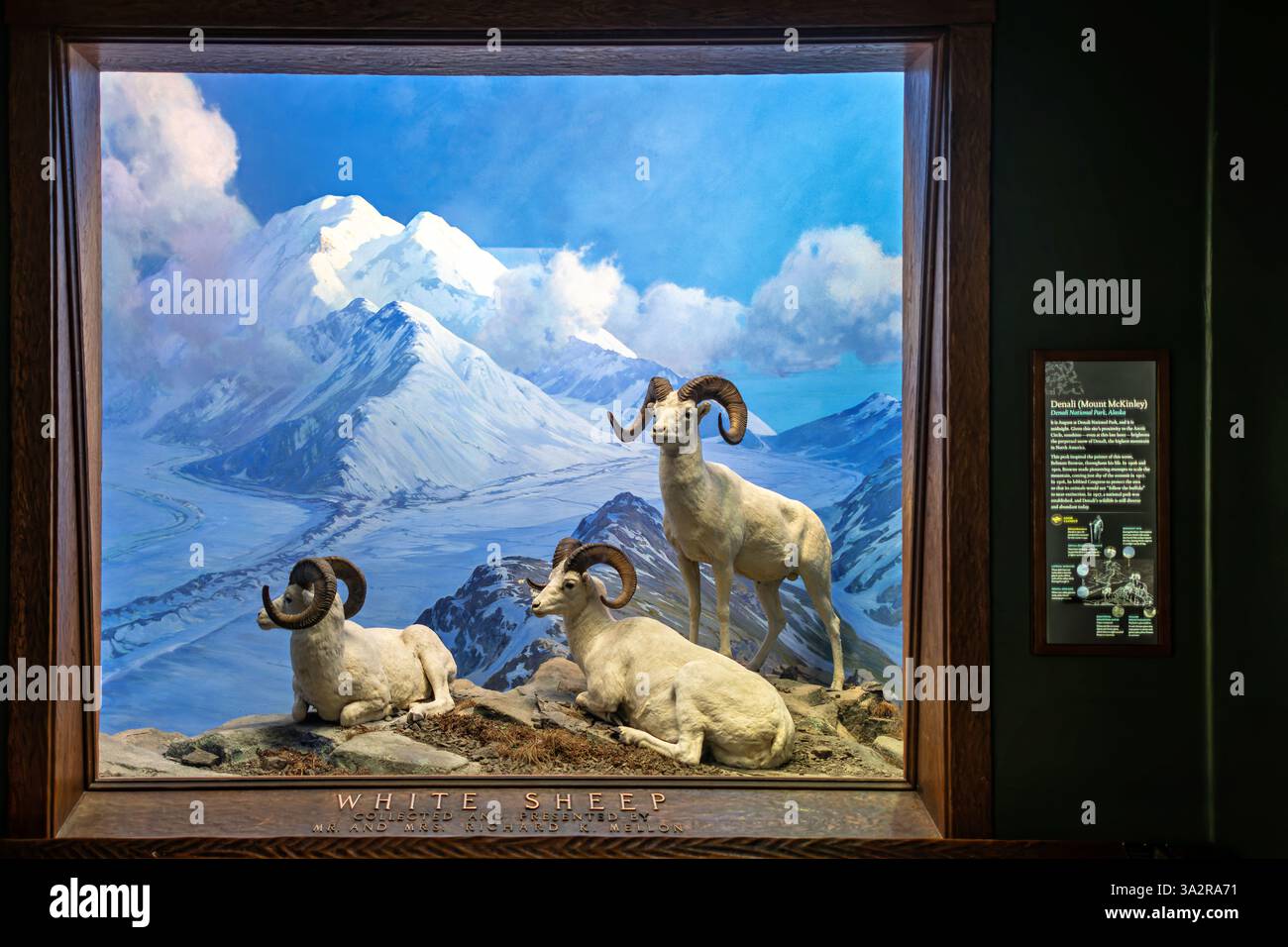 American Museum of Natural History Dall Sheep Diorama New York City // NEW YORK CITY, Vereinigte Staaten — das Dall Sheep Diorama in der Hall of North American Mammals im American Museum of Natural History zeigt drei Widder, die um Mitternacht im August im Denali National Park in Alaska ruhen. Die Ausstellung zeigt diese flinken weißen Schafe in ihrem natürlichen alpinen Lebensraum oberhalb der Baumgrenze, wo sie Schutz vor Raubtieren an steilen, felsigen Hängen finden. Das Diorama zeigt, wie Dall-Schafe (Ovis dalli), auch bekannt als Tinnhornschafe, angepasst sind, um in den rauen Bergwelten von Ala zu überleben Stockfoto