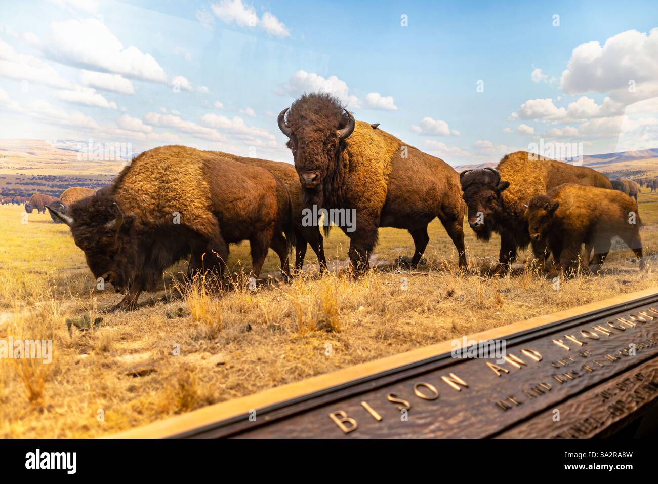 American Bison Diorama American Museum of Natural History New York City // NEW YORK CITY, Vereinigte Staaten — die berühmten Dioramen in der Hall of North American Mammals im American Museum of Natural History, gebaut zwischen 1936 und 1963 und 2011-2012 unter der Leitung von Senior Project Manager Stephen C. Quinn restauriert. Die Ausstellung zeigt 41 sorgfältig geschaffene Habitatszenen, die nordamerikanische Wildtiere zeigen, darunter das Eichhörnchen Aberts, der braune Bär Alaska, der amerikanische Dachs, der amerikanische Bison, das Pronghorn, und Schwarzfuß Frettchen. Jedes Diorama repräsentiert eine kollaborative Kunst Stockfoto