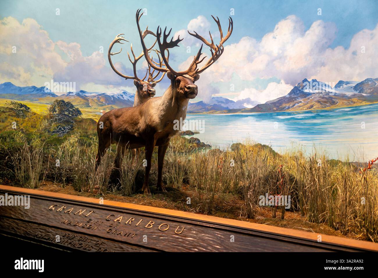 American Museum of Natural History Caribou Diorama New York City // NEW YORK CITY, Vereinigte Staaten — das Caribou Diorama in der Hall of North American Mammals im American Museum of Natural History zeigt eine September-Paarungsszene auf Level Mountain, British Columbia, Kanada. Das Diorama wurde als Teil der berühmten Tierwelt des Museums geschaffen und zeigt zwei weibliche Karibus, einen Jungtier und einen Mann während der Furche, wobei einige Tiere noch Samt auf ihrem Geweih tragen. Diese Ausstellung, zusammen mit 40 weiteren nordamerikanischen Säugetierszenen, wurde 2011-2012 unter umfangreichen Restaurierungen unterzogen Stockfoto