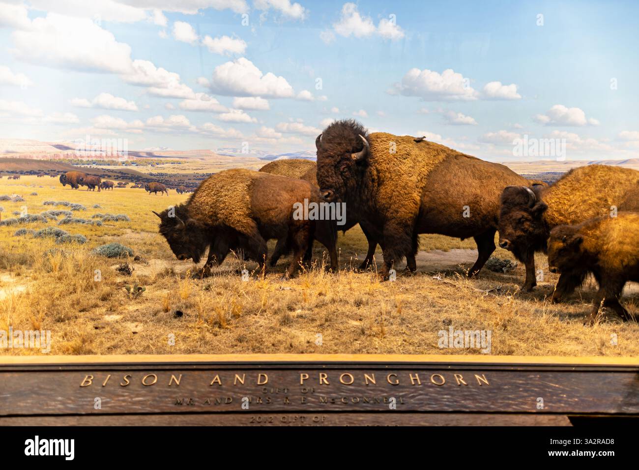 American Museum of Natural History Bison Diorama New York City // NEW YORK CITY, Vereinigte Staaten — die berühmten Dioramen in der Hall of North American Mammals im American Museum of Natural History, gebaut zwischen 1936 und 1963 und 2011-2012 unter der Leitung von Senior Project Manager Stephen C. Quinn restauriert. Die Ausstellung zeigt 41 sorgfältig geschaffene Habitatszenen, die nordamerikanische Wildtiere zeigen, darunter das Eichhörnchen Aberts, der braune Bär Alaska, der amerikanische Dachs, der amerikanische Bison, das Pronghorn, und Schwarzfuß Frettchen. Jedes Diorama repräsentiert eine kollaborative künstlerische wirkung Stockfoto
