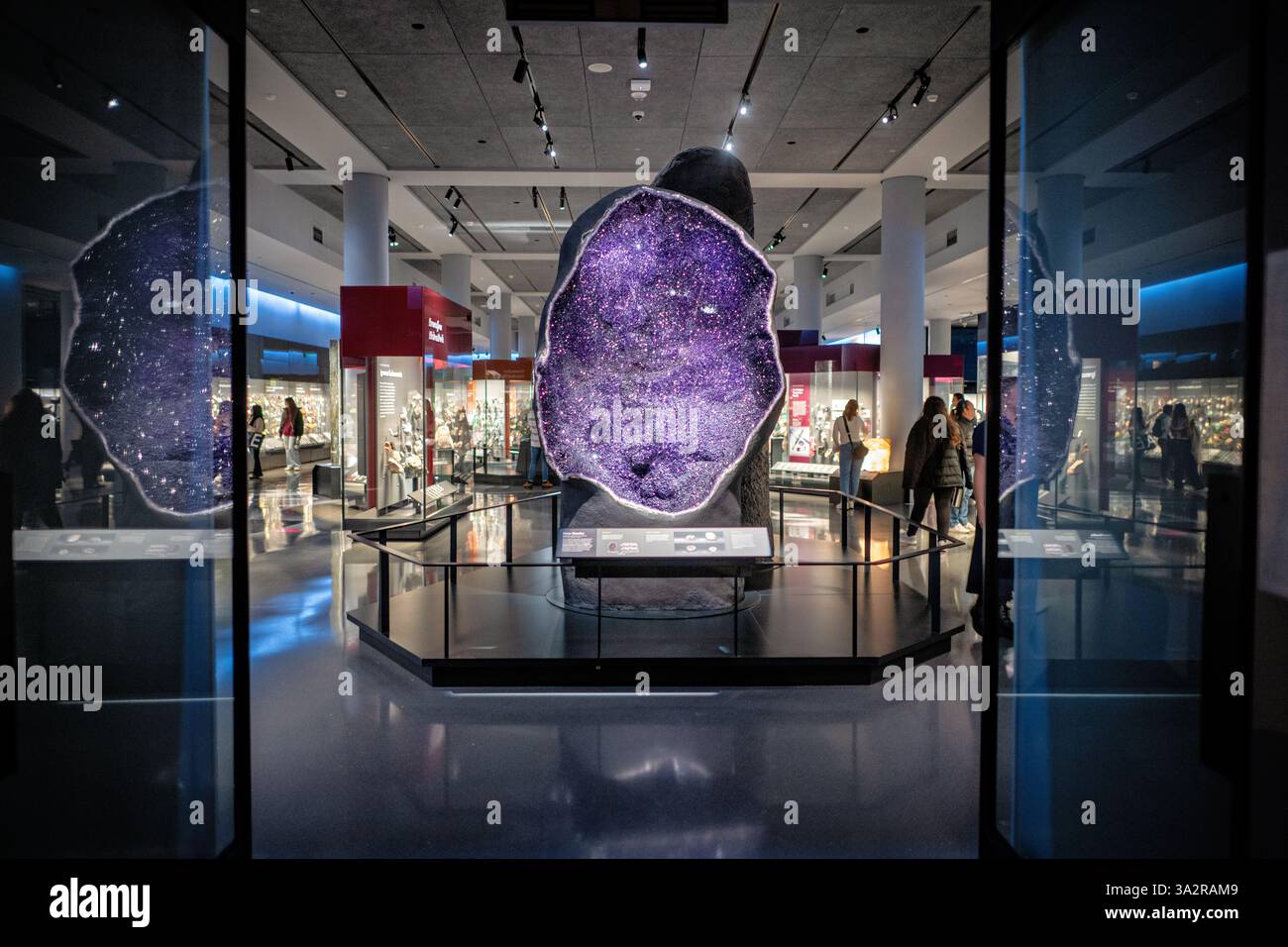 Amethyst Geode American Museum of Natural History New York City // NEW YORK CITY, Vereinigte Staaten — Eine riesige Amethyst-Geode aus der Bolsa-Mine in Artigas, Uruguay, steht als Herzstück in den Allison and Roberto Mignone Halls of Gems and Minerals im American Museum of Natural History. Das spektakuläre Exemplar, über 2,8 m hoch und etwa 11.000 Pfund (5.000 kg) schwer, zeigt tiefviolette Amethystkristalle, die sich in einer Höhle bildeten, die vor etwa 135 Millionen Jahren durch Gasblasen in erstarrendem Magma entstanden war. Die Mignone Halls wurden 2021 nach einer vollständigen Rede wieder eröffnet Stockfoto