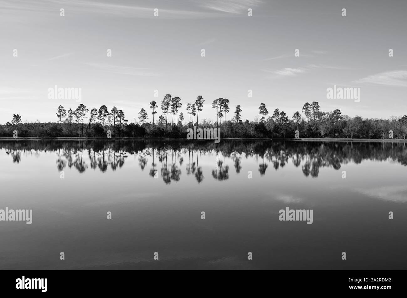 Baumlinie reflektiert auf ruhigen Gewässern in Monochrom Stockfoto