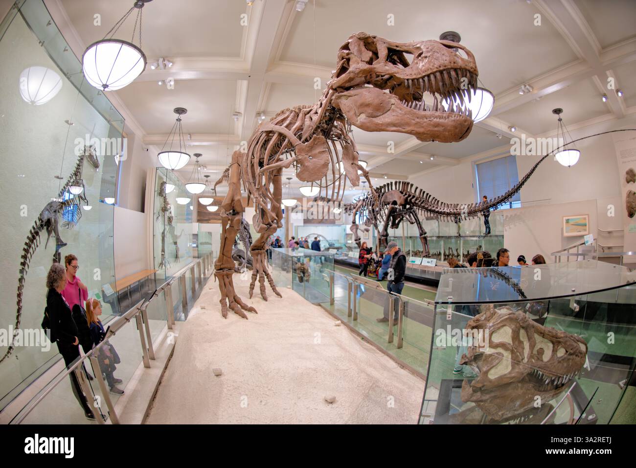 Tyrannosaurus Rex Skeleton American Museum of Natural History New York City // NEW YORK, Vereinigte Staaten — das authentische Tyrannosaurus rex Skeleton (Exemplar AMNH 5027) wird im David H. Koch Dinosaur Wing des American Museum of Natural History ausgestellt. Dieses historisch bedeutsame Exemplar, das 1908 von B. Brown und P. C. Kaisen im Big Dry Creek in Montana gesammelt wurde, war das erste Skelett von T. rex, das jemals öffentlich ausgestellt wurde. Zwischen 1992 und 1994 wurde das 65 Millionen Jahre alte Fossil komplett neu aufbereitet und in einer neuen, wissenschaftlich präziseren Haltung wiederaufbereitet, wodurch es von den vielen unterschieden wurde Stockfoto