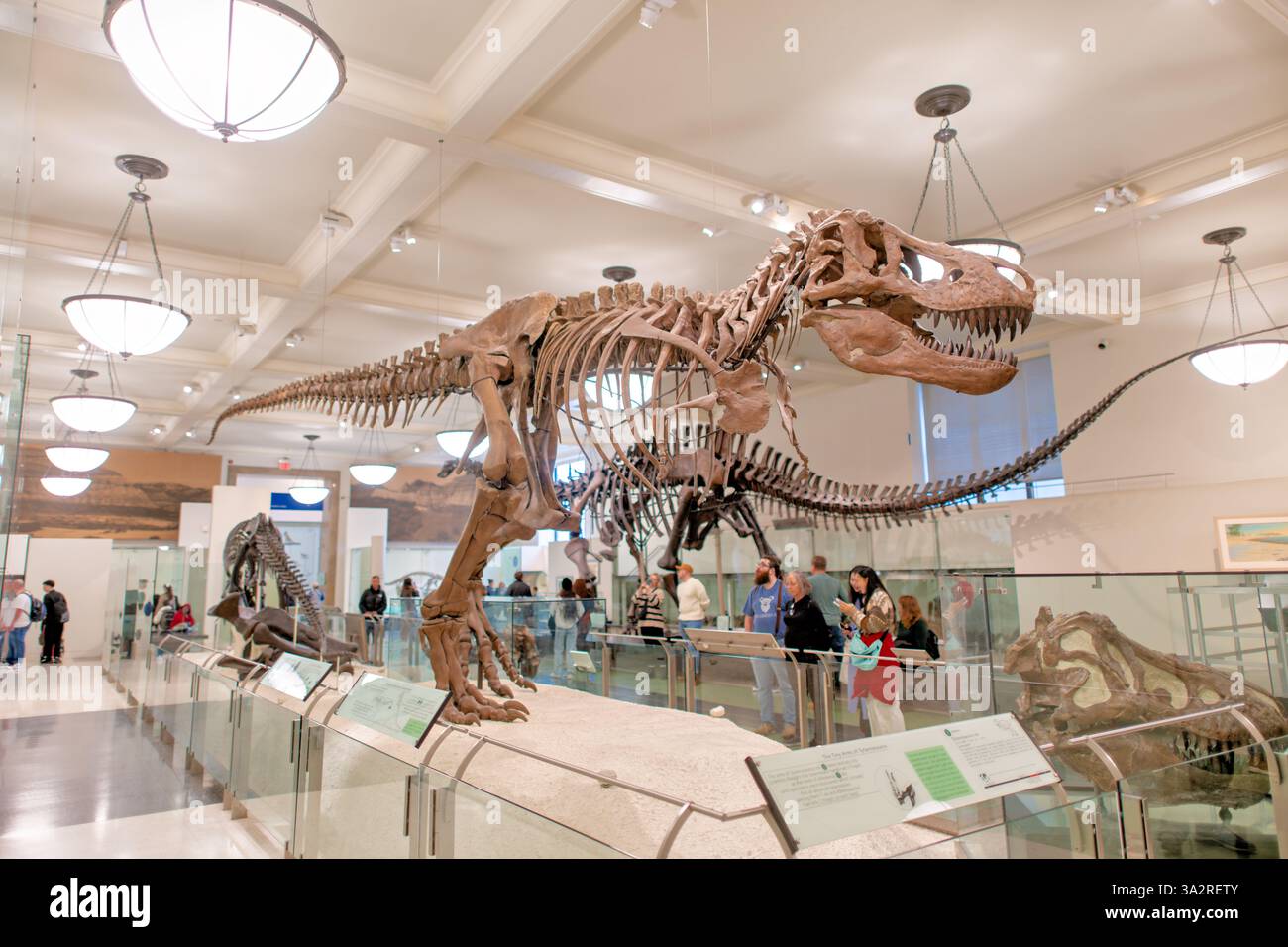 Tyrannosaurus Rex Skeleton AMNH 5027 New York City // NEW YORK, Vereinigte Staaten — das authentische Tyrannosaurus rex Skelett (Exemplar AMNH 5027) wird im David H. Koch Dinosaur Wing des American Museum of Natural History ausgestellt. Dieses historisch bedeutsame Exemplar, das 1908 von B. Brown und P. C. Kaisen im Big Dry Creek in Montana gesammelt wurde, war das erste Skelett von T. rex, das jemals öffentlich ausgestellt wurde. Zwischen 1992 und 1994 wurde das 65 Millionen Jahre alte Fossil komplett neu aufbereitet und in eine neue, wissenschaftlich genauere Pose gebracht, was es von den vielen gegossenen Nachbildungen unterscheidet, die ich gezeigt habe Stockfoto