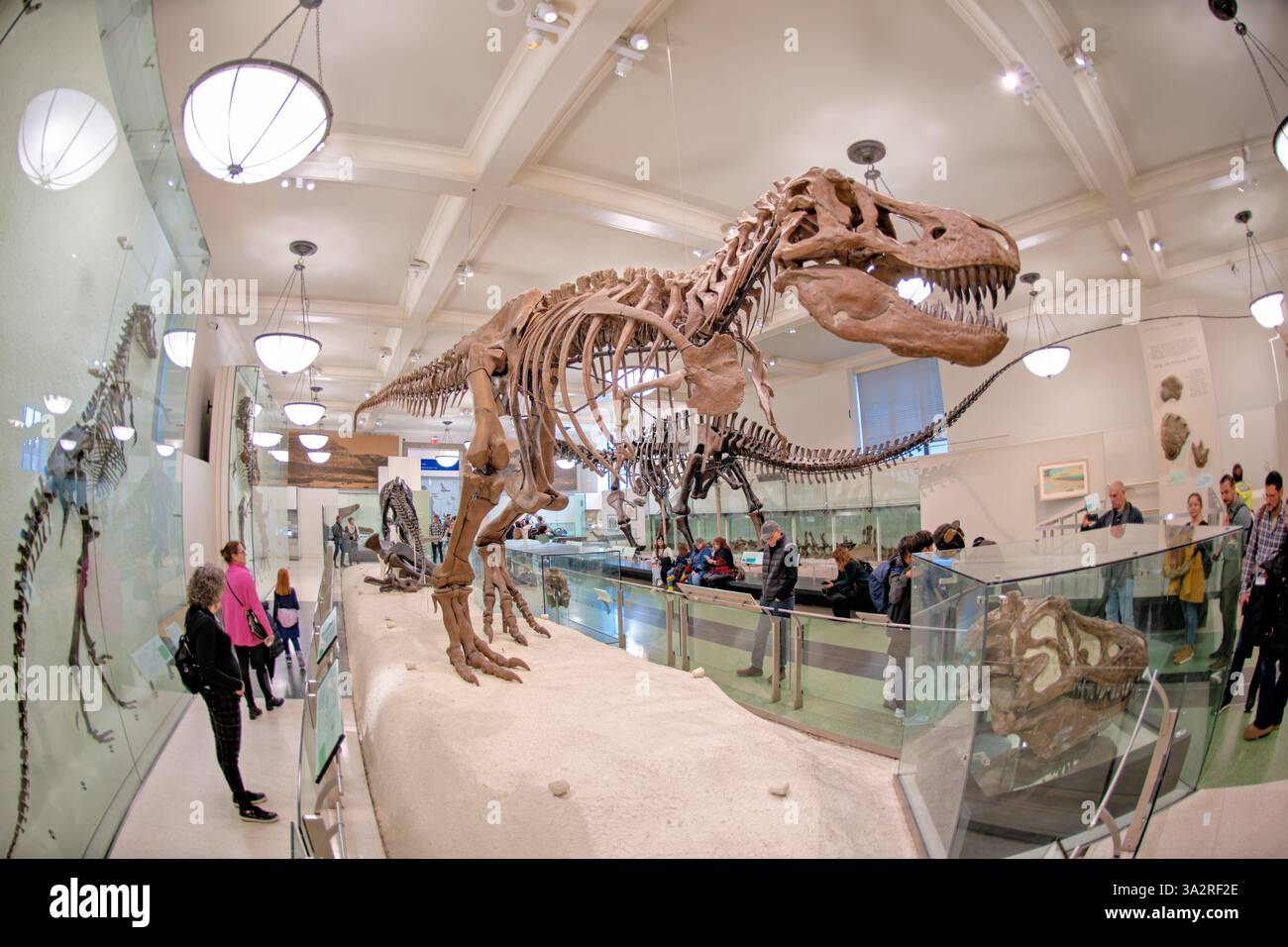 Tyrannosaurus Rex Skeleton American Museum Natural History New York City // NEW YORK, Vereinigte Staaten — das authentische Tyrannosaurus rex Skeleton (Exemplar AMNH 5027) wird im David H. Koch Dinosaur Wing des American Museum of Natural History ausgestellt. Dieses historisch bedeutsame Exemplar, das 1908 von B. Brown und P. C. Kaisen im Big Dry Creek in Montana gesammelt wurde, war das erste Skelett von T. rex, das jemals öffentlich ausgestellt wurde. Zwischen 1992 und 1994 wurde das 65 Millionen Jahre alte Fossil komplett neu aufbereitet und in einer neuen, wissenschaftlich präziseren Pose wiederaufbereitet, was es von den vielen cas unterscheidet Stockfoto