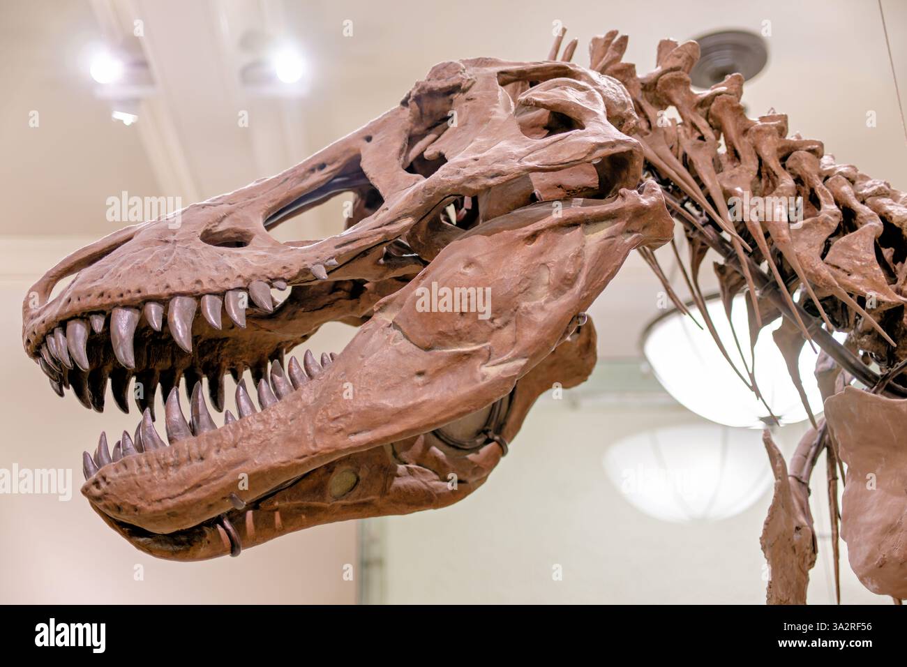 Tyrannosaurus Rex Skeleton AMNH 5027 New York City // NEW YORK, Vereinigte Staaten — das authentische Tyrannosaurus rex Skelett (Exemplar AMNH 5027) wird im David H. Koch Dinosaur Wing des American Museum of Natural History ausgestellt. Dieses historisch bedeutsame Exemplar, das 1908 von B. Brown und P. C. Kaisen im Big Dry Creek in Montana gesammelt wurde, war das erste Skelett von T. rex, das jemals öffentlich ausgestellt wurde. Zwischen 1992 und 1994 wurde das 65 Millionen Jahre alte Fossil komplett neu aufbereitet und in eine neue, wissenschaftlich genauere Pose gebracht, was es von den vielen gegossenen Nachbildungen unterscheidet, die ich gezeigt habe Stockfoto