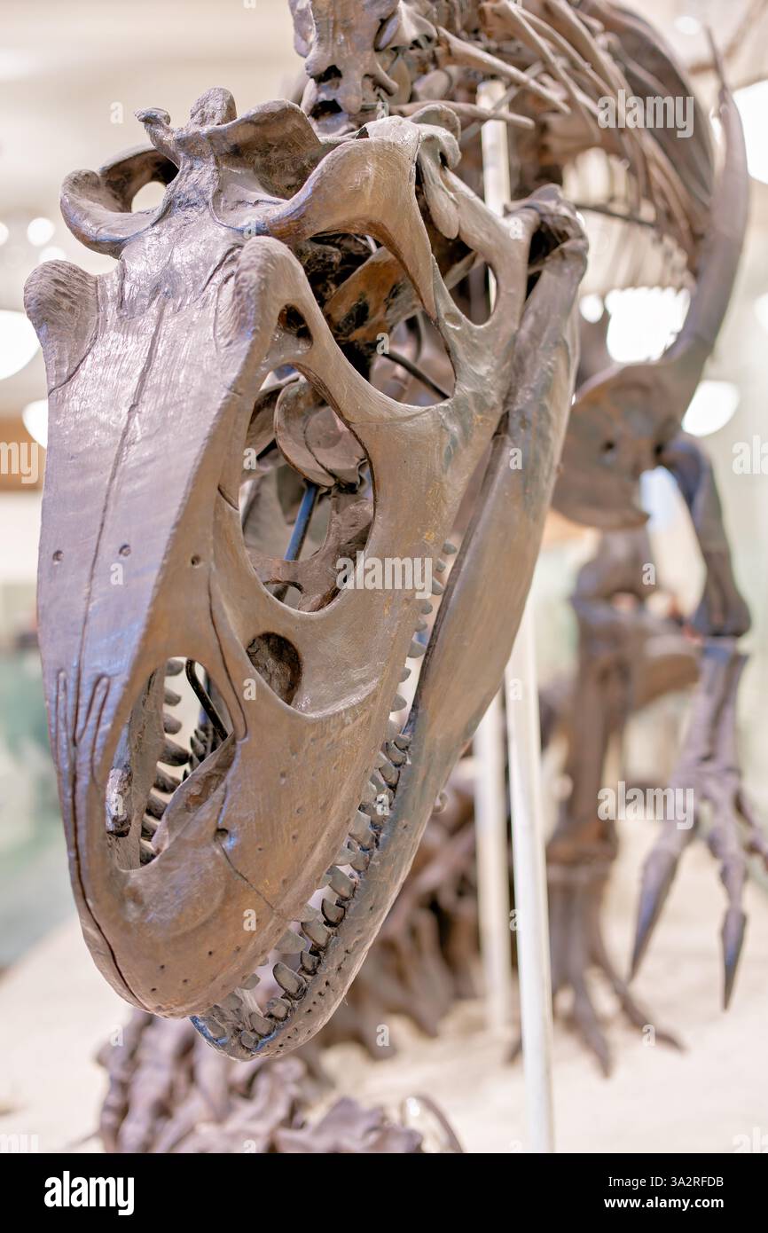 Allosaurus Skeleton American Museum of Natural History New York City // NEW YORK CITY, Vereinigte Staaten — das American Museum of Natural History zeigt diese berühmte Szene eines Allosaurus fragilis Skeletts mit einem partiellen Apatosaurus excelsus. Dieser Allosaurus wurde 1899 vom Museum aus Edward Drinker Cope's Sammlung gekauft und 1908 in dieser Prädationsform montiert, die den fleischfressenden Dinosaurier zeigt, der sich an einem Sauropoden-Kadaver ernährt. Die Ausstellung zeigt eine Raubtier-Beute-Beziehung aus dem späten Jura vor etwa 140 Millionen Jahren, begleitet von einem Ölgemälde von Charles R. Knight Stockfoto