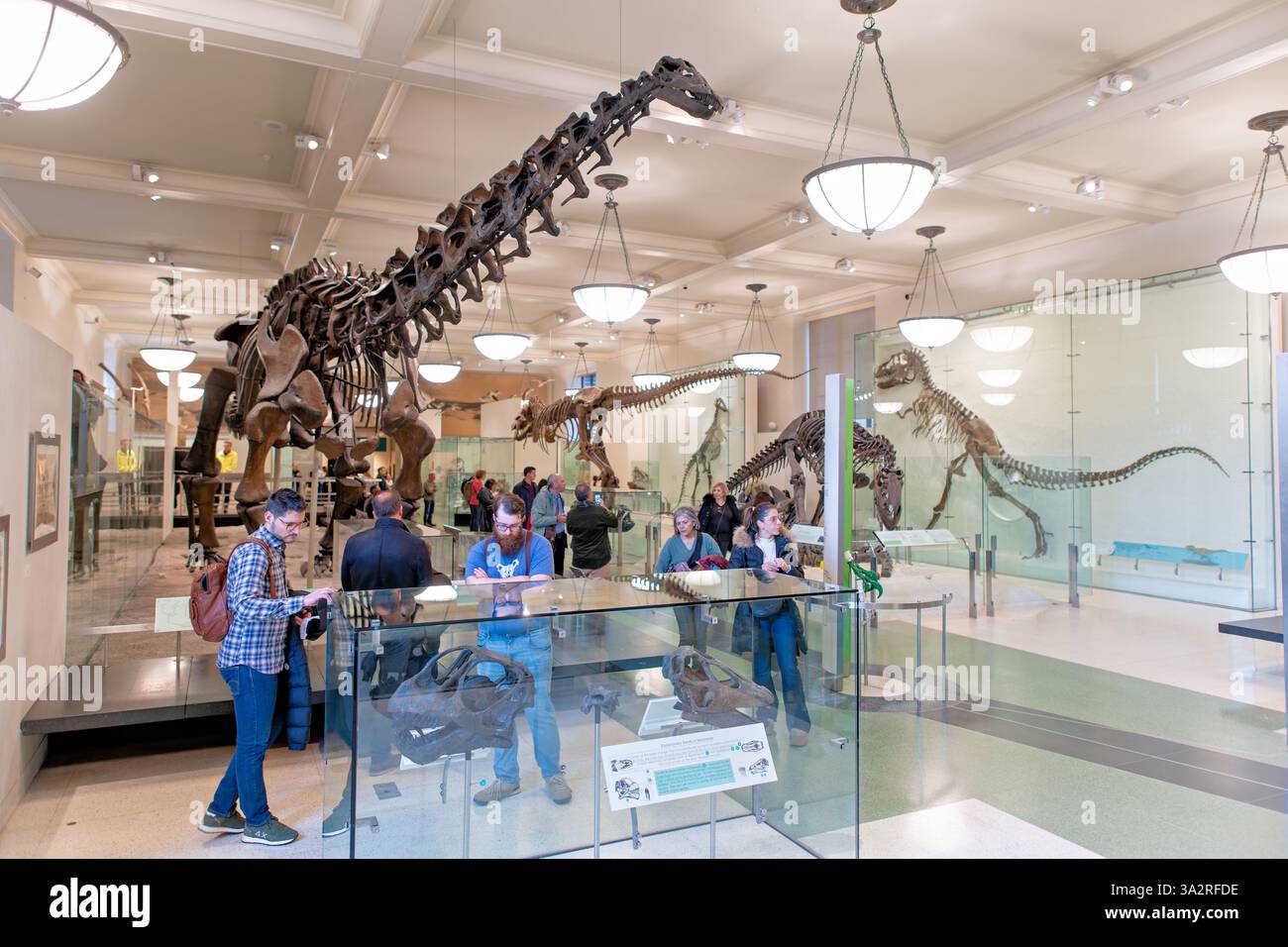 American Museum of Natural History Apatosaurus Skeleton New York City // NEW YORK CITY, Vereinigte Staaten — das American Museum of Natural History zeigt dieses Apatosaurus excelsus Skelett mit lehrreichen Informationen, die die Namensumstreit zwischen Apatosaurus und Brontosaurus erklären. Dieses zusammengesetzte Skelett stammt in erster Linie von einem einzelnen Individuum, enthält aber Material aus mehreren Proben, die zwischen 1898-1901 von Como Bluff, Wyoming, gesammelt wurden. Die Ausstellung verdeutlicht, dass der Paläontologe O.C. Marsh 1877 einen fossilen Apatosaurus und 1879 einen Brontosaurus nannte, aber Wissenschaftler Stockfoto