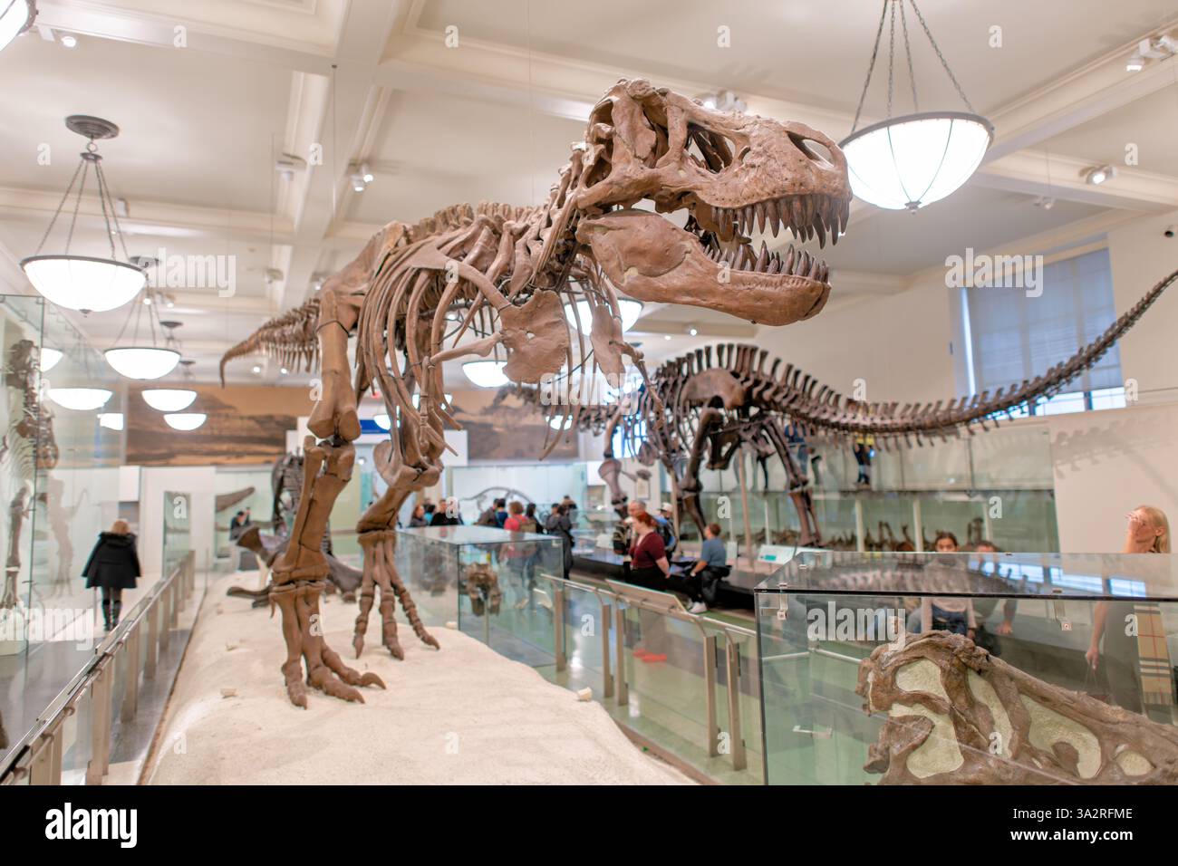 Tyrannosaurus Rex Skeleton American Museum Natural History New York City // NEW YORK, Vereinigte Staaten — das authentische Tyrannosaurus rex Skeleton (Exemplar AMNH 5027) wird im David H. Koch Dinosaur Wing des American Museum of Natural History ausgestellt. Dieses historisch bedeutsame Exemplar, das 1908 von B. Brown und P. C. Kaisen im Big Dry Creek in Montana gesammelt wurde, war das erste Skelett von T. rex, das jemals öffentlich ausgestellt wurde. Zwischen 1992 und 1994 wurde das 65 Millionen Jahre alte Fossil komplett neu aufbereitet und in einer neuen, wissenschaftlich präziseren Pose wiederaufbereitet, was es von den vielen cas unterscheidet Stockfoto