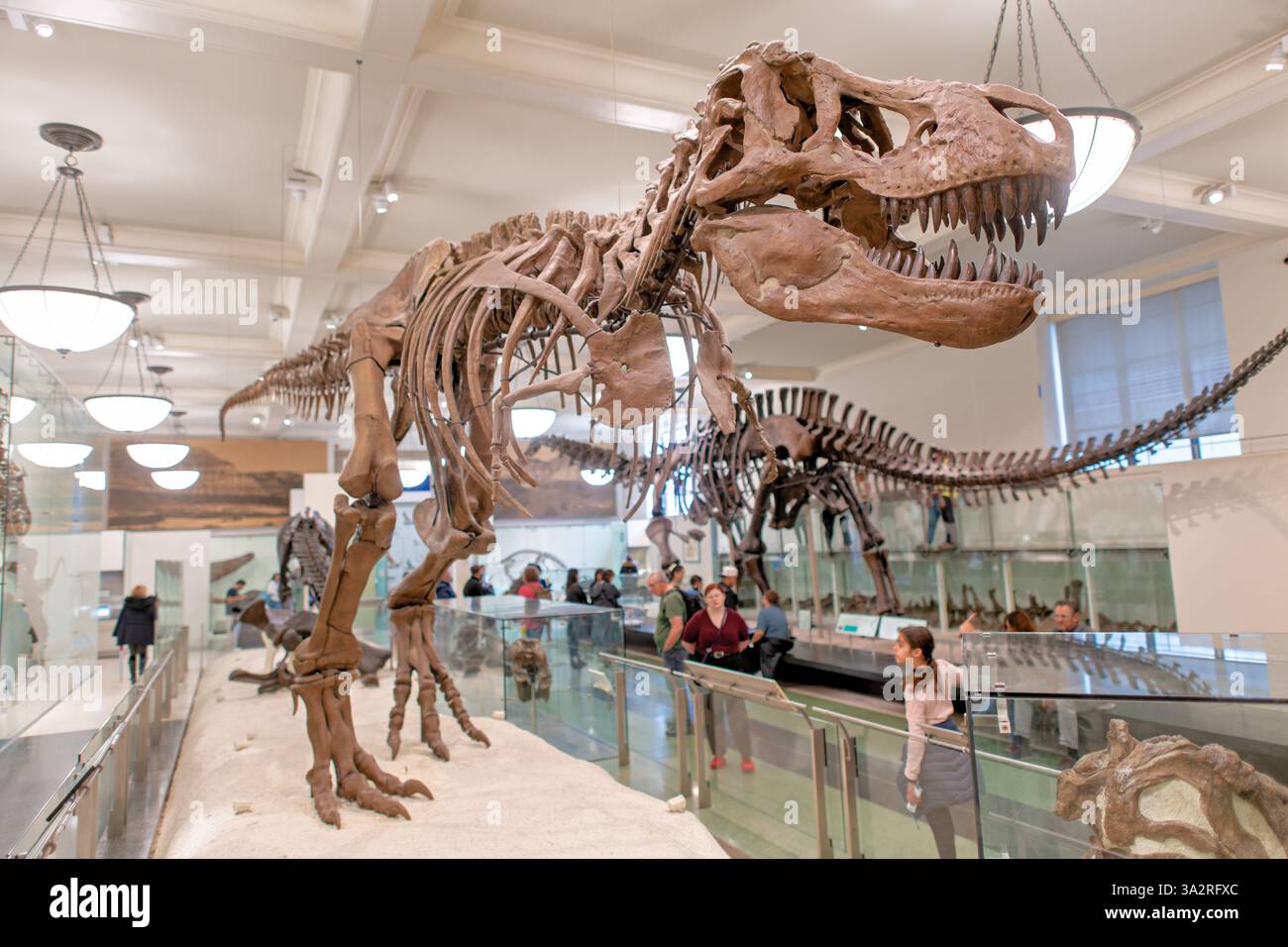 Tyrannosaurus Rex Skeleton American Museum of Natural History New York City // NEW YORK, Vereinigte Staaten — das authentische Tyrannosaurus rex Skeleton (Exemplar AMNH 5027) wird im David H. Koch Dinosaur Wing des American Museum of Natural History ausgestellt. Dieses historisch bedeutsame Exemplar, das 1908 von B. Brown und P. C. Kaisen im Big Dry Creek in Montana gesammelt wurde, war das erste Skelett von T. rex, das jemals öffentlich ausgestellt wurde. Zwischen 1992 und 1994 wurde das 65 Millionen Jahre alte Fossil komplett neu aufbereitet und in einer neuen, wissenschaftlich präziseren Haltung wiederaufbereitet, wodurch es von den vielen unterschieden wurde Stockfoto