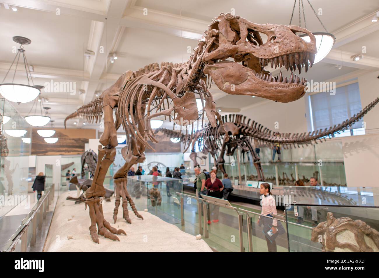 Tyrannosaurus Rex Skeleton American Museum Natural History New York City // NEW YORK, Vereinigte Staaten — das authentische Tyrannosaurus rex Skeleton (Exemplar AMNH 5027) wird im David H. Koch Dinosaur Wing des American Museum of Natural History ausgestellt. Dieses historisch bedeutsame Exemplar, das 1908 von B. Brown und P. C. Kaisen im Big Dry Creek in Montana gesammelt wurde, war das erste Skelett von T. rex, das jemals öffentlich ausgestellt wurde. Zwischen 1992 und 1994 wurde das 65 Millionen Jahre alte Fossil komplett neu aufbereitet und in einer neuen, wissenschaftlich präziseren Pose wiederaufbereitet, was es von den vielen cas unterscheidet Stockfoto