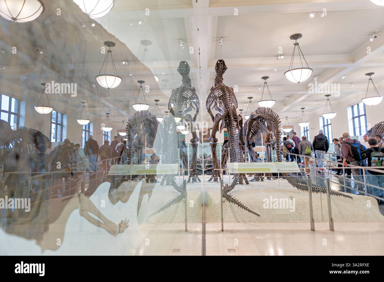 American Museum of Natural History Dinosaur Wing New York City // NEW YORK CITY, Vereinigte Staaten — der David H. Koch Dinosaur Wing beherbergt eine der weltweit größten Sammlungen fossiler Dinosaurier im American Museum of Natural History. Benannt nach dem Philanthropen David H. Koch, der 2006 20 Millionen Dollar an das Museum spendete, erstreckt sich dieser Flügel über mehrere Ausstellungshallen, die der Evolution von Wirbeltieren und dem prähistorischen Leben gewidmet sind. Die Sammlung umfasst berühmte Exemplare wie Tyrannosaurus rex, Apatosaurus und Stegosaurus, die über 165 Millionen Jahre Dinosauriergeschichte zeigen. Stockfoto