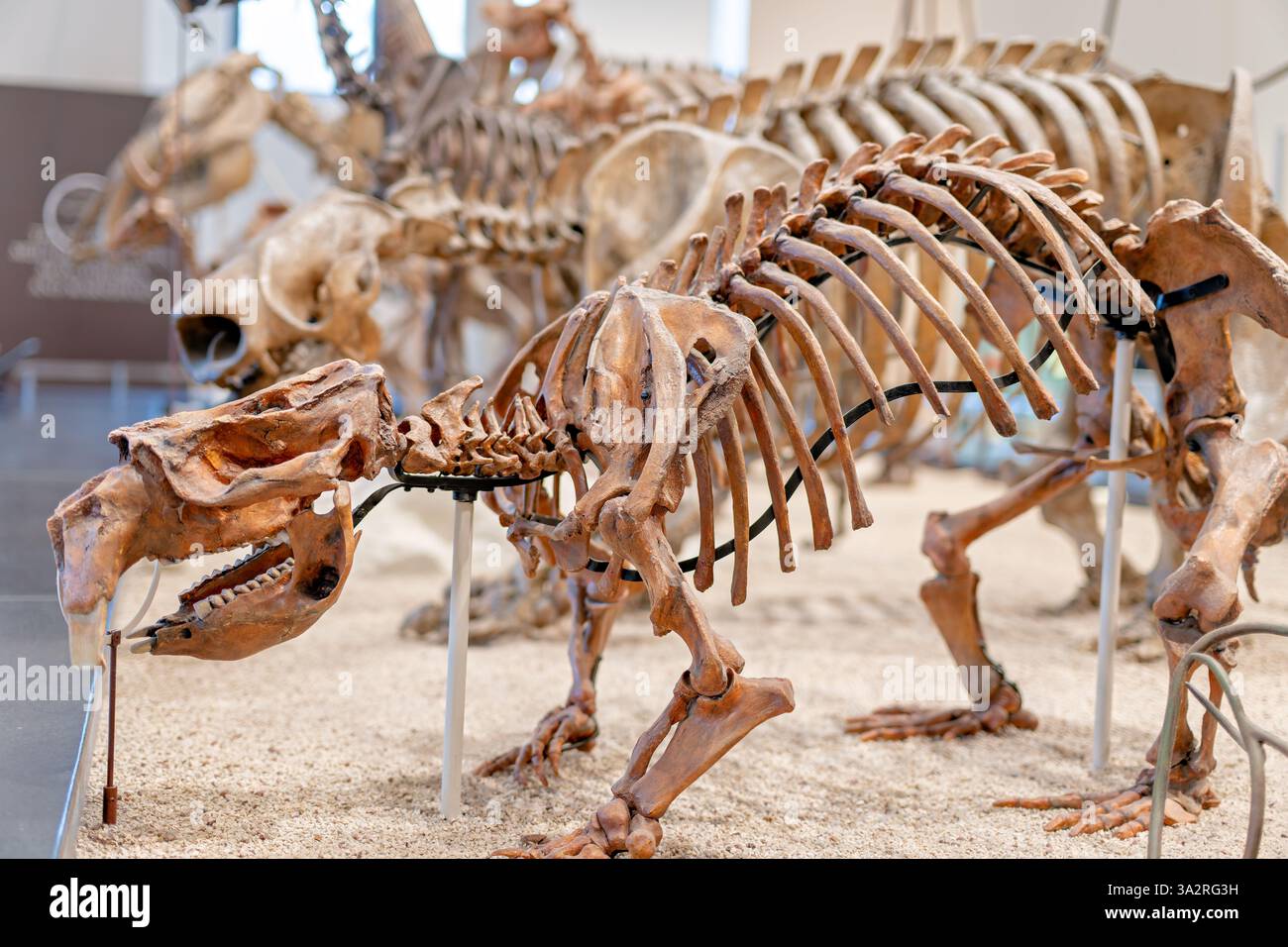 Phascolonus Gigas Skeleton American Museum of Natural History New York City // NEW YORK CITY, Vereinigte Staaten — das American Museum of Natural History zeigt dieses Phascolonus gigas (Riesenwombat) Skelett im Übergangsbereich zwischen dem David H. Koch Dinosaurier Wing und dem Lila Acheson Wallace Wing der Säugetiere und ihrer ausgestorbenen Verwandten. Dieses Beutelfossil wurde 1970 von C. E. Ray aus Lake Callabonna in Südaustralien gesammelt und lebte vor etwa 100.000 Jahren während des späten Pleistozäns. Das Exponat hebt beide Beutelzahnmerkmale mit dreieckigen Spitzen hervor, um effizient zu sein Stockfoto