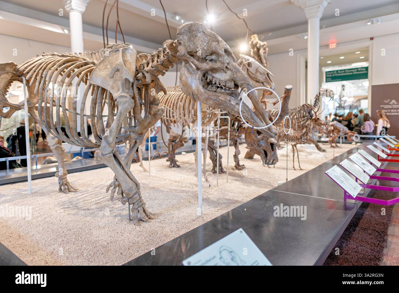 Gomphotherium Skeleton American Museum Natural History New York City // NEW YORK CITY, Vereinigte Staaten — das American Museum of Natural History zeigt dieses Gomphotherium productum Skelett im Übergang zwischen dem David H. Koch Dinosaurier Wing und dem Lila Acheson Wallace Wing der Säugetiere und ihrer ausgestorbenen Verwandten. Dieser proboscidische Vorfahre der modernen Elefanten lebte vor etwa 10 Millionen Jahren im Miozän. Er wurde 1899 von J. Gidley während der AMNH-Expedition aus Clarendon, Texas, gesammelt. Das Exponat hebt die vergrößerten Schneidezähne (Stoßzähne) hervor, die für alle Prob charakteristisch sind Stockfoto