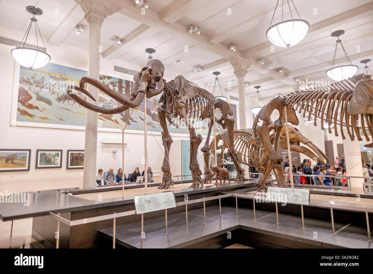 Mammuthus Jeffersoni Skeleton American Museum Natural History New York City // NEW YORK CITY, Vereinigte Staaten — das American Museum of Natural History zeigt dieses beeindruckende Mammuthus jeffersoni (Jefferson's Mammut) Skelett im Lila Acheson Wallace Flügel der Säugetiere und ihrer ausgestorbenen Verwandten. Dieses „nichtwollende“ Mammut lebte vor etwa 11.000 Jahren in südlichen Teilen der Vereinigten Staaten während des Pleistozäns in Regionen, die nicht von Gletschern bedeckt waren. Die Ausstellung zeigt anatomische Merkmale von Probosciden, darunter die große einzelne Öffnung hoch am Schädel, an der der Stamm befestigt ist, Stockfoto