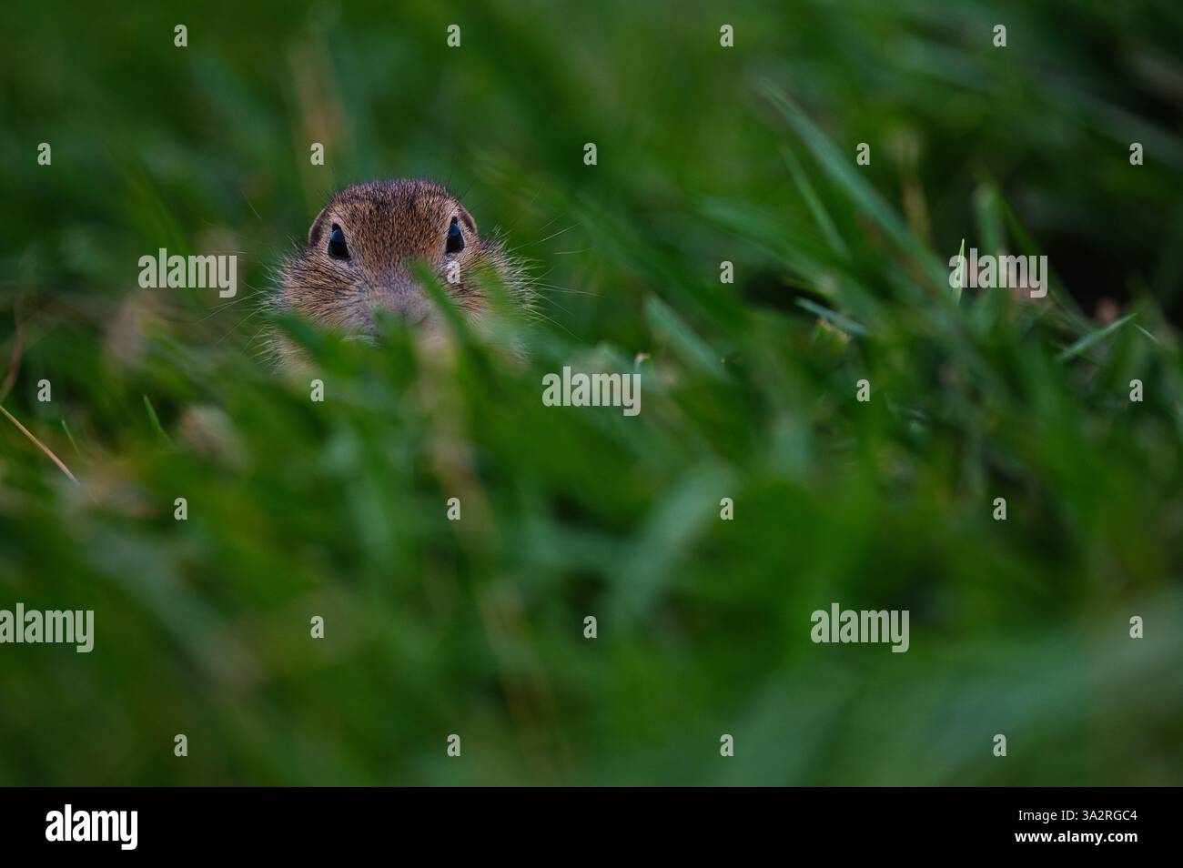 Ein bodennahes Eichhörnchen blickt direkt über dem Gras und offenbart kaum seine neugierigen Augen Stockfoto