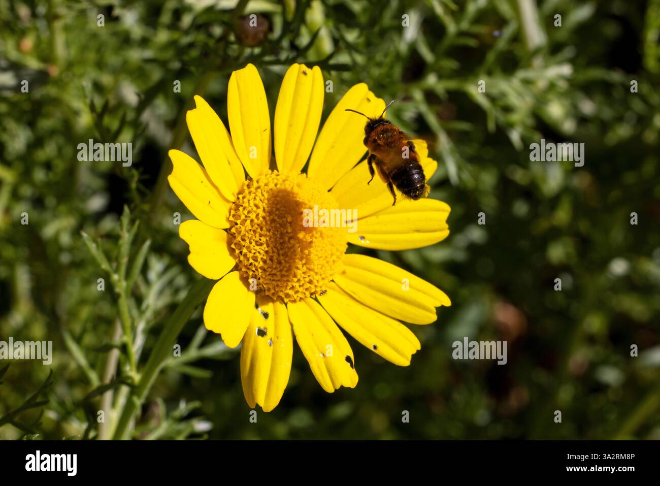 Crown Daisy (Glebionis coronaria) lockt Bienen für Pollen an. Stockfoto