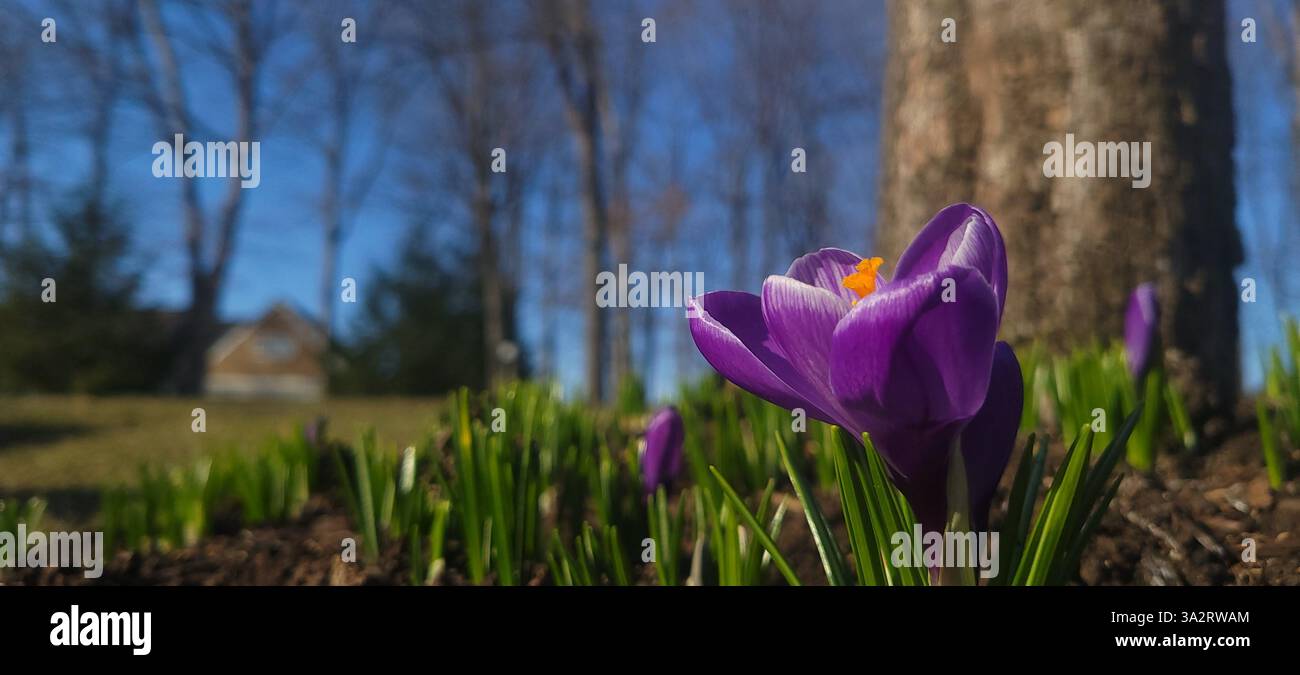 Crocus in der Sonne. Schöne Blumen sind ein frühes Zeichen des Frühlings. Sehr hübsch und sicher, dass Sie glücklich werden, wo immer Sie es benutzen. Stockfoto