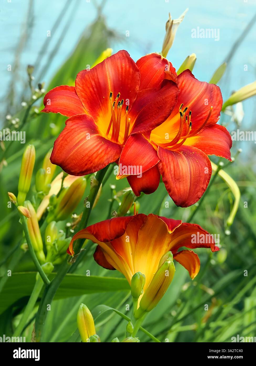 Nahaufnahme rot-orange Taglilie (Hemerocallis) mit Staubblättern in einem französischen Garten Stockfoto