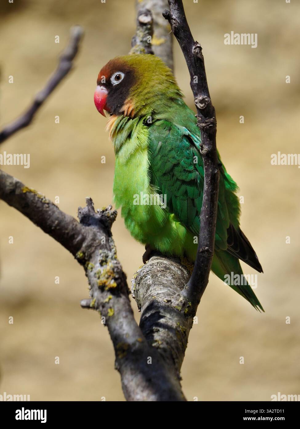 Schwarzwangenschwanz (Agapornis nigrigenis), der auf einem Ast sitzt und vom Profil aus gesehen wird Stockfoto
