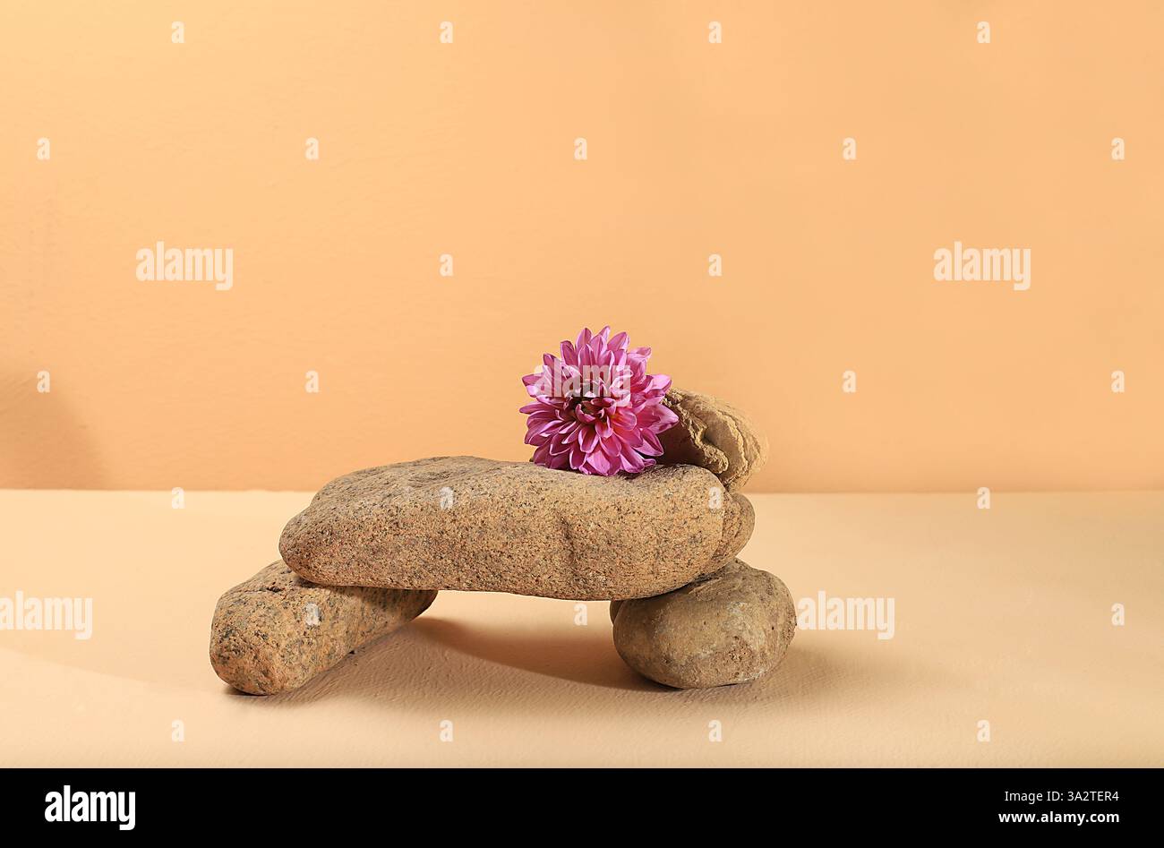 Minimaler abstrakter Hintergrund für die Präsentation kosmetischer Mittel. Premium leeres Podium mit groben Kieselsteinständern und Dahlienblume, Vorlage Stockfoto