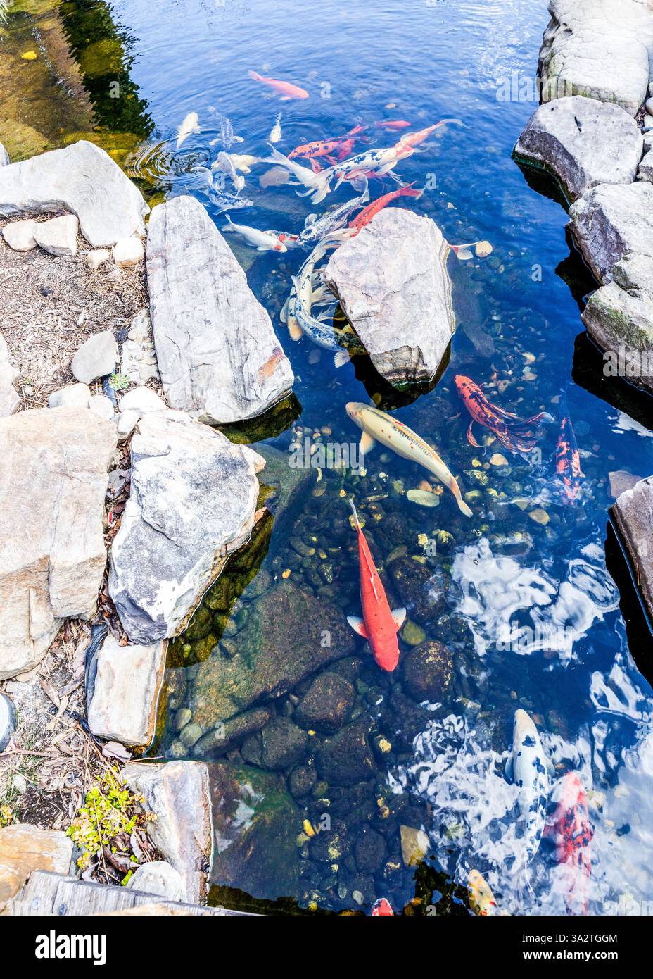 Kernersville, North Carolina, USA-8. März 2025: Bunte Fische im künstlichen Fluss im Founders' Park in der Innenstadt. Seitenverhältnis 5X7. Stockfoto