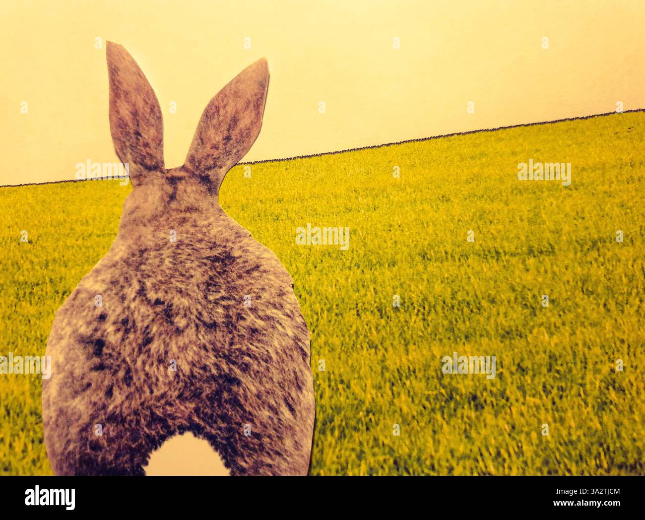 Hase von hinten, der in ein leeres Feld schaut Stockfoto