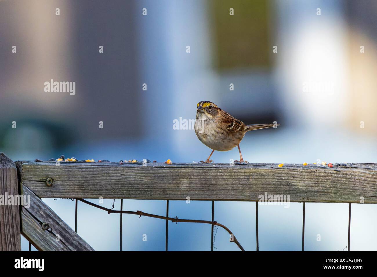 Das Lied Spatzen (Melospiza melodia), einheimische Spatzen in Nordamerika Stockfoto